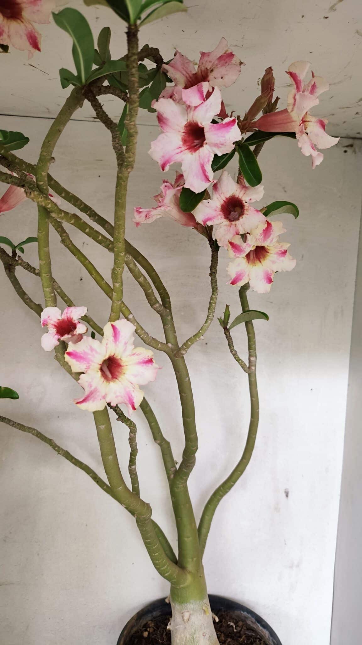 Planta Simples 3311 – 60cm – 04 anos - foto 8