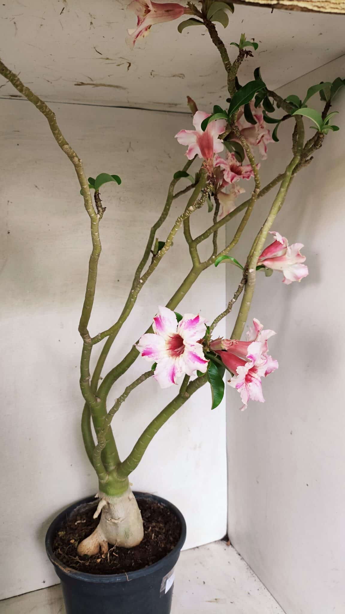 Planta Simples 3311 – 60cm – 04 anos - foto 7