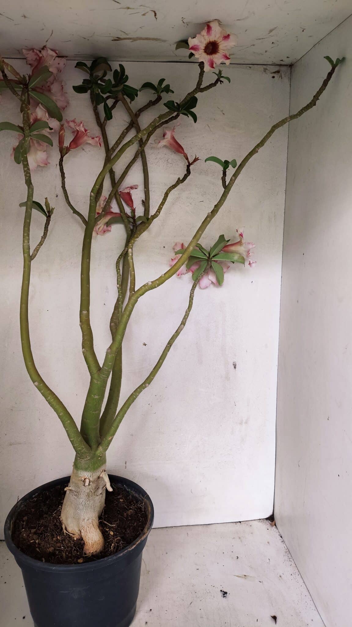 Planta Simples 3311 – 60cm – 04 anos - foto 6