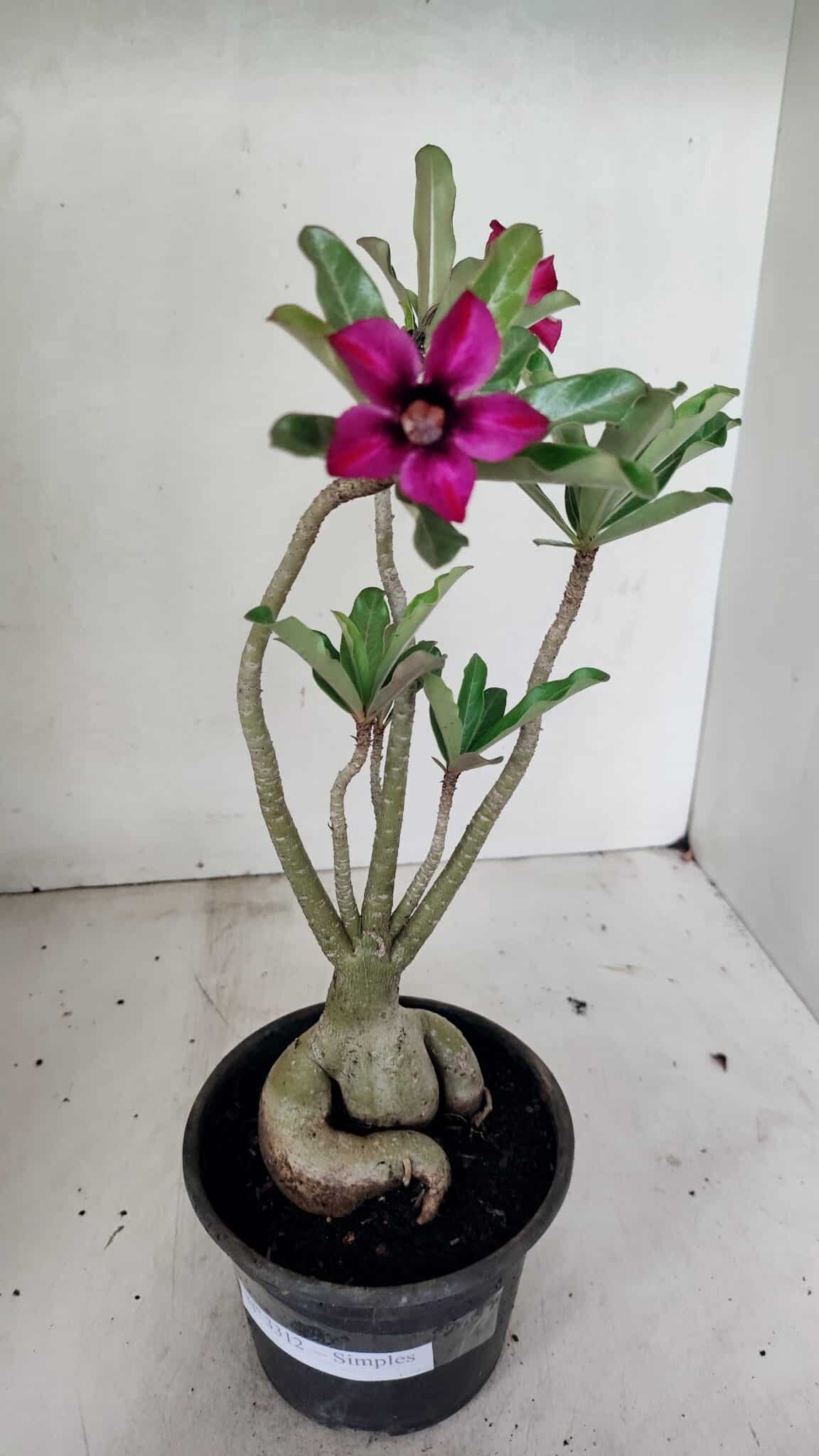 Planta Simples 3312 – 35cm – 03 anos - foto 2