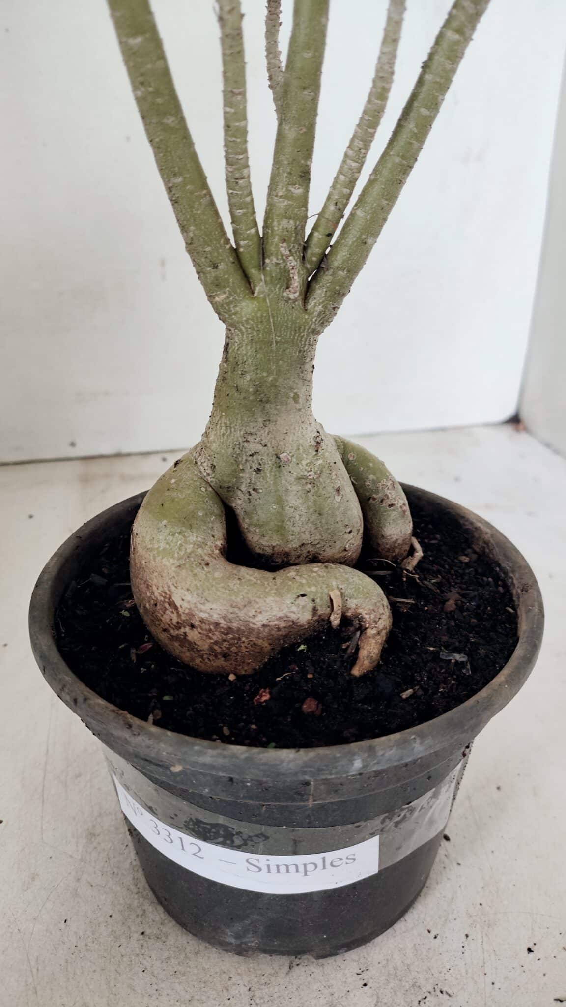 Planta Simples 3312 – 35cm – 03 anos - foto 8