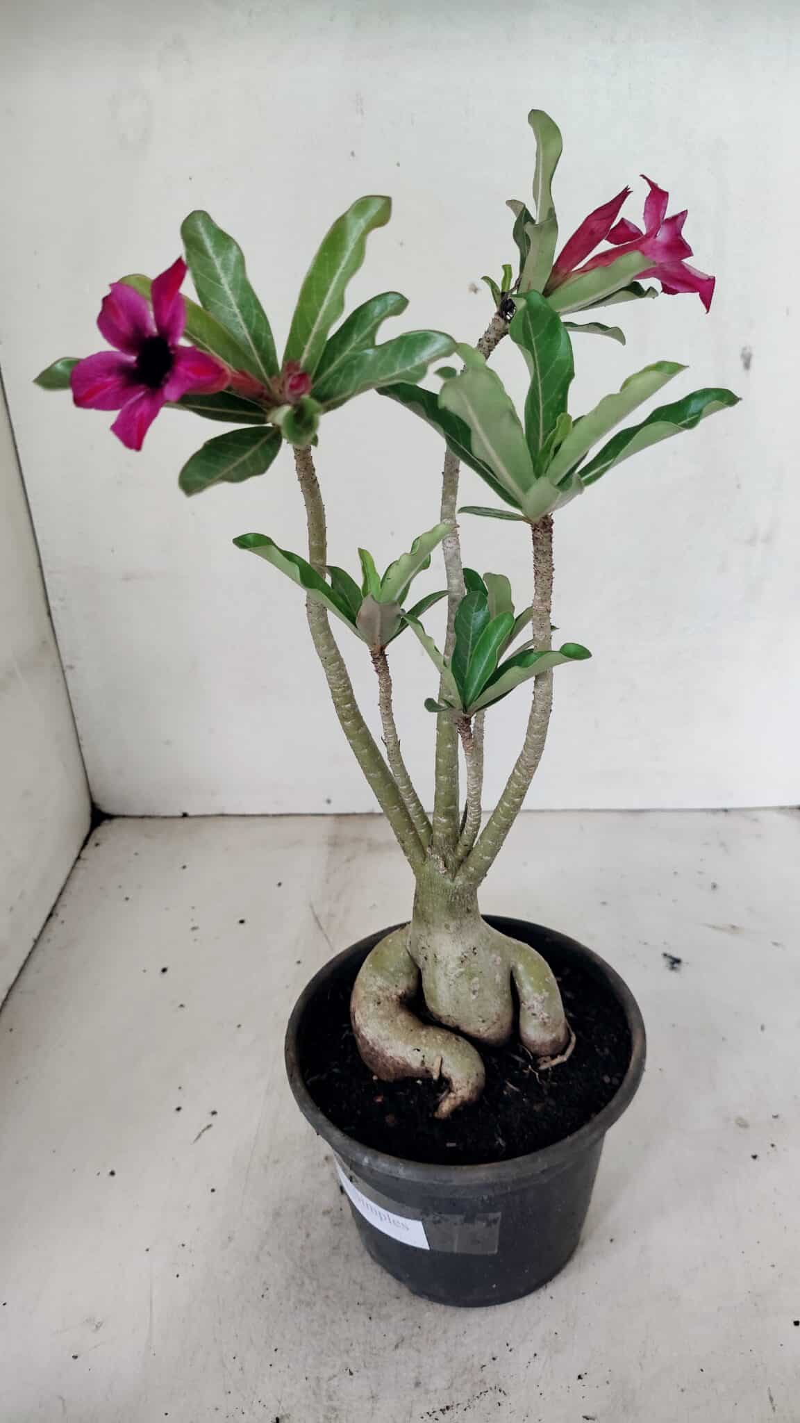 Planta Simples 3312 – 35cm – 03 anos - foto 7