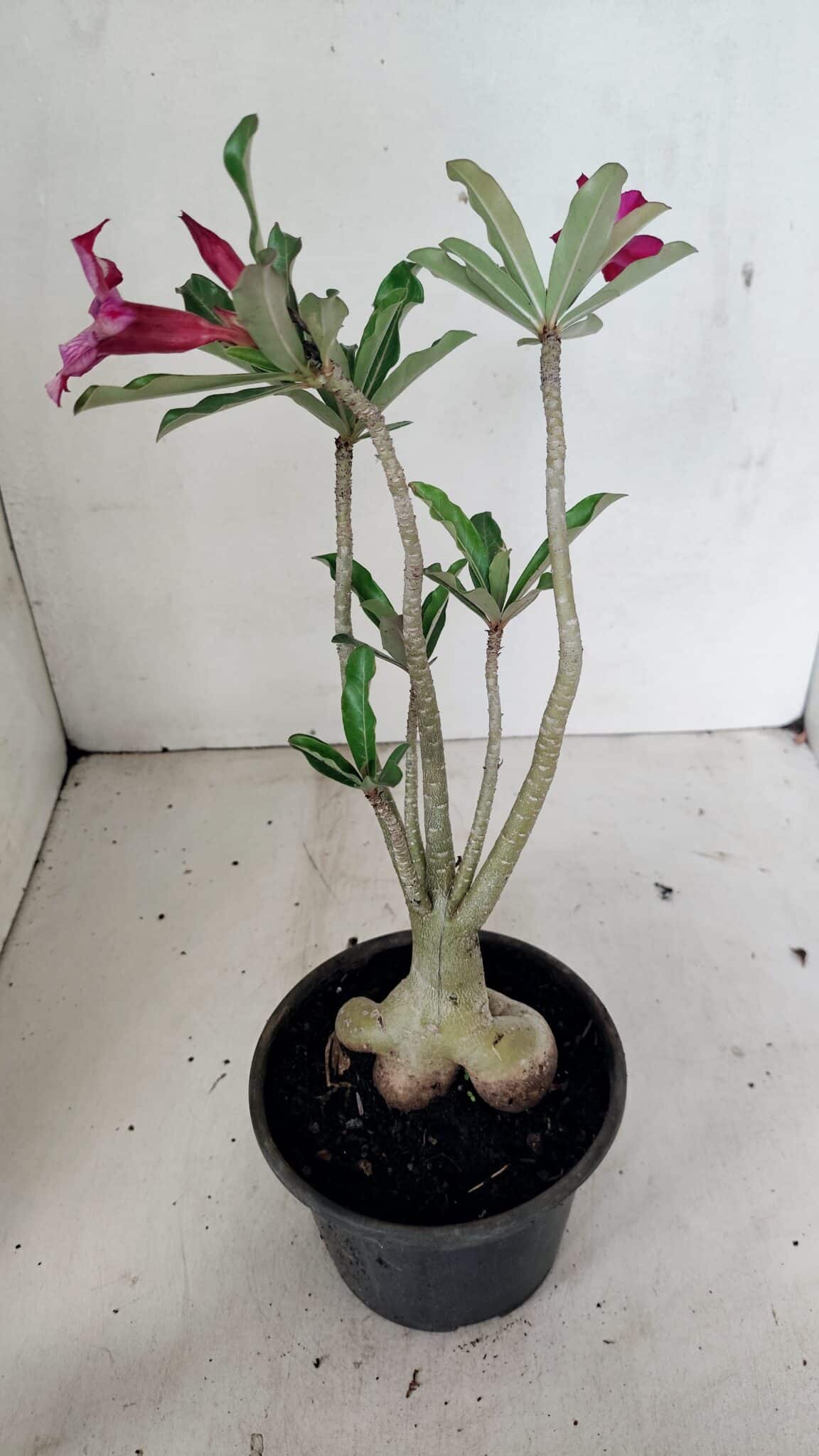 Planta Simples 3312 – 35cm – 03 anos - foto 6