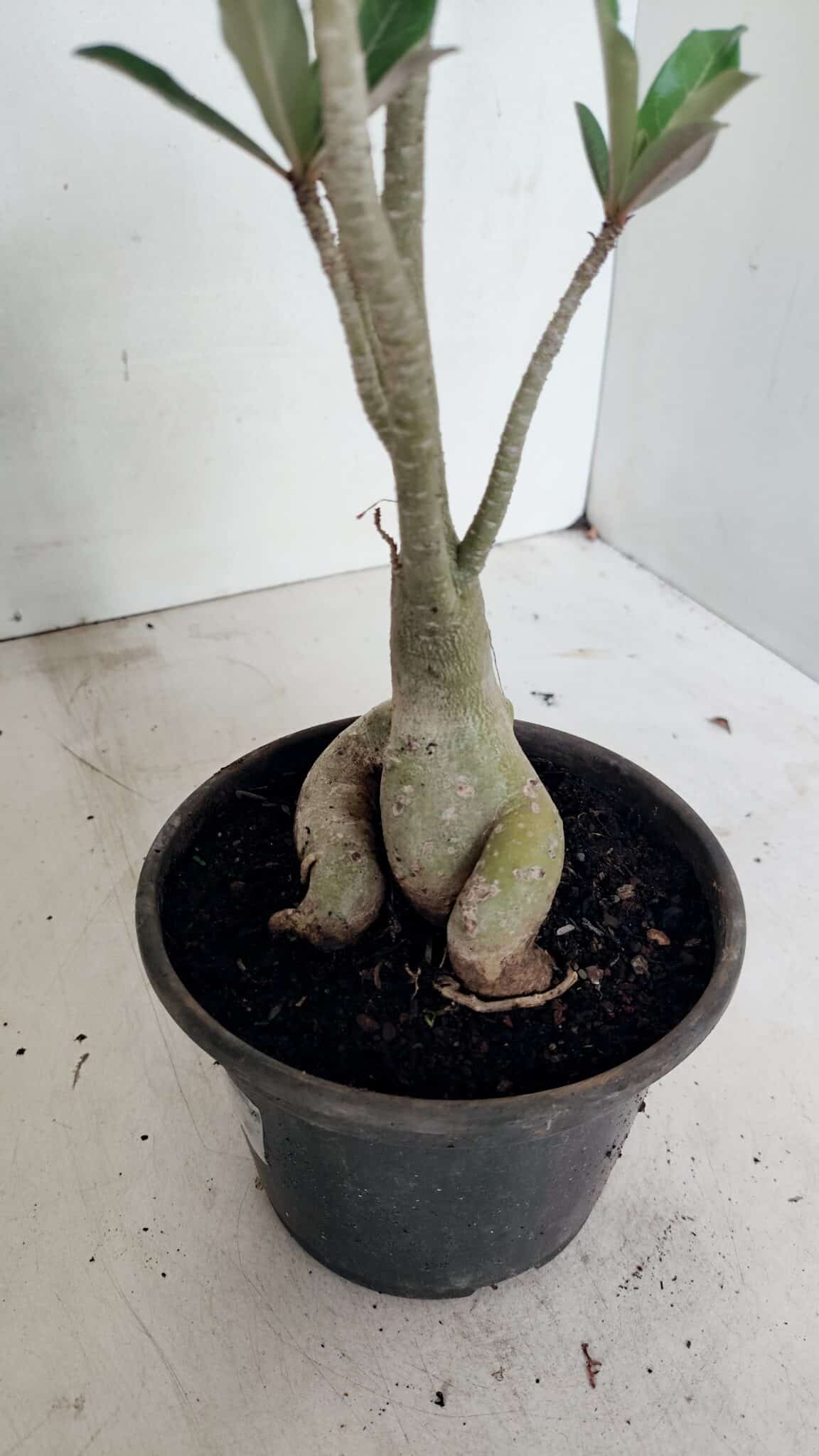 Planta Simples 3312 – 35cm – 03 anos - foto 5