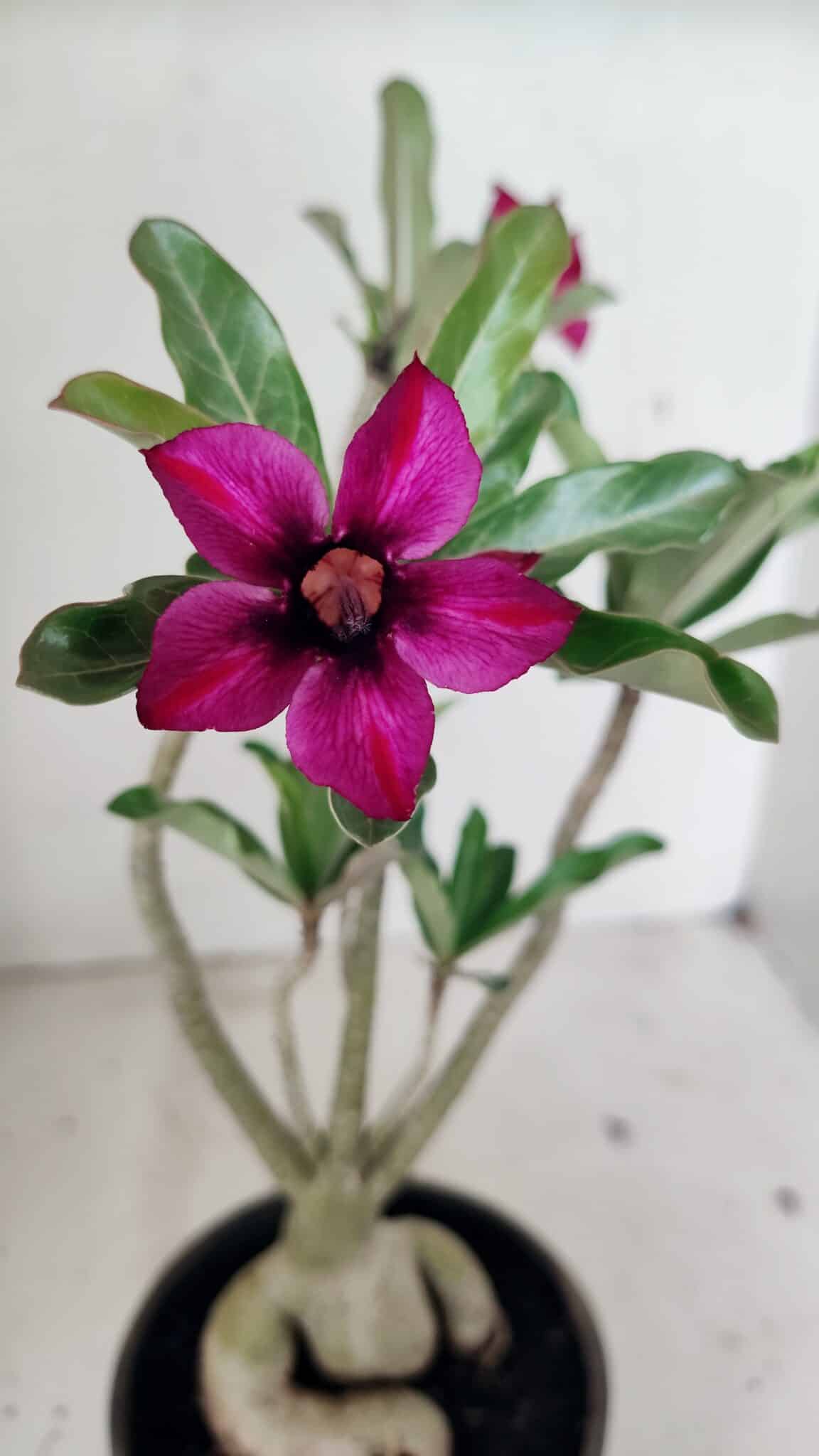 Planta Simples 3312 – 35cm – 03 anos - foto 3