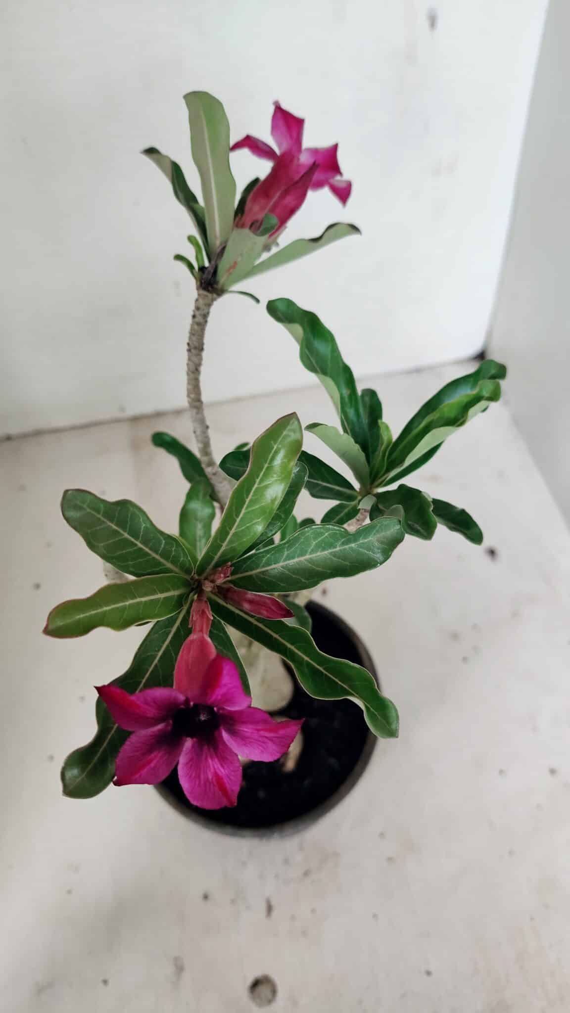 Planta Simples 3312 – 35cm – 03 anos - foto 4
