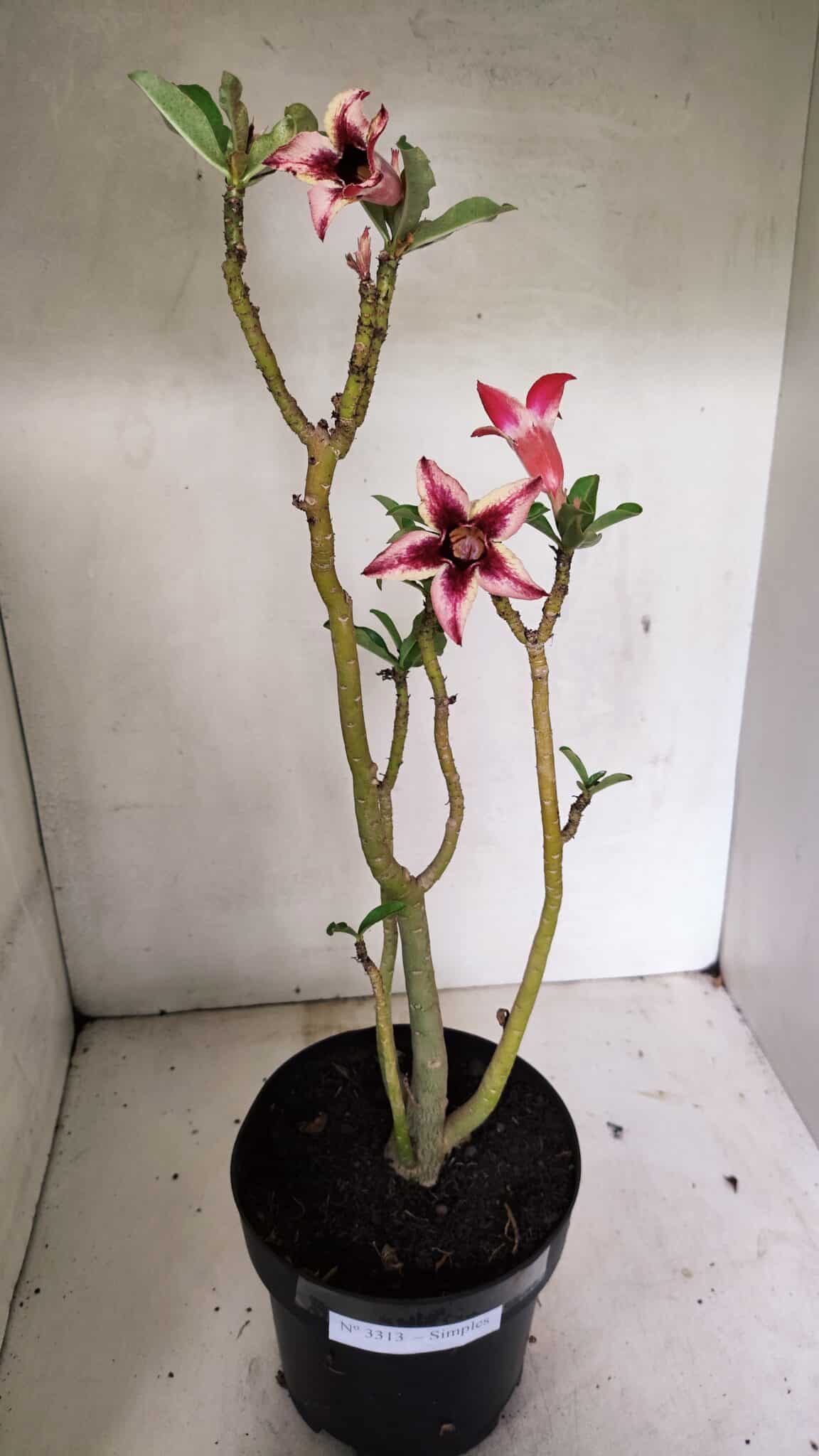 Planta Simples 3313 – 35cm – 03 anos - foto 2