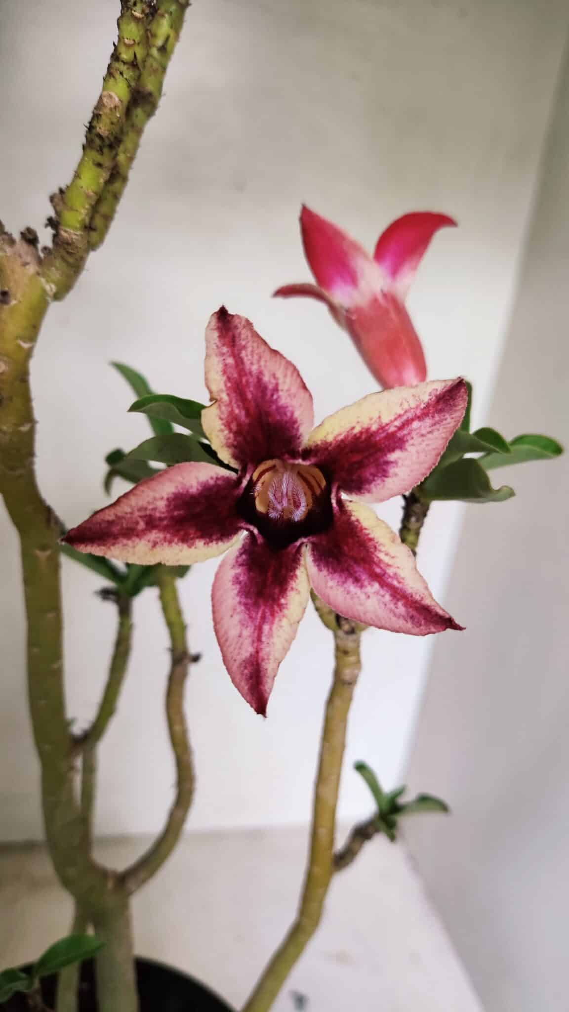 Planta Simples 3313 – 35cm – 03 anos - foto 3