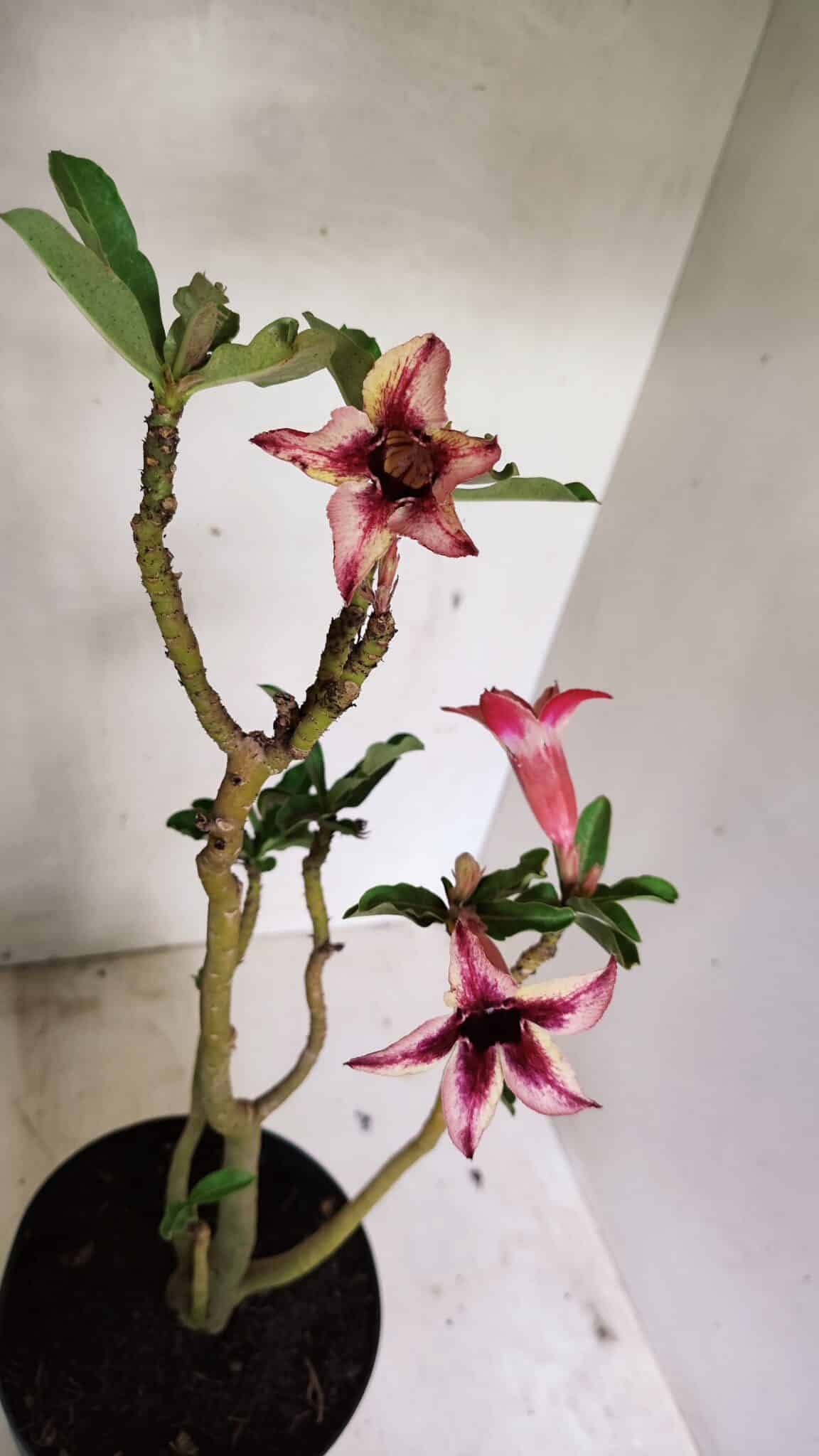 Planta Simples 3313 – 35cm – 03 anos - foto 4