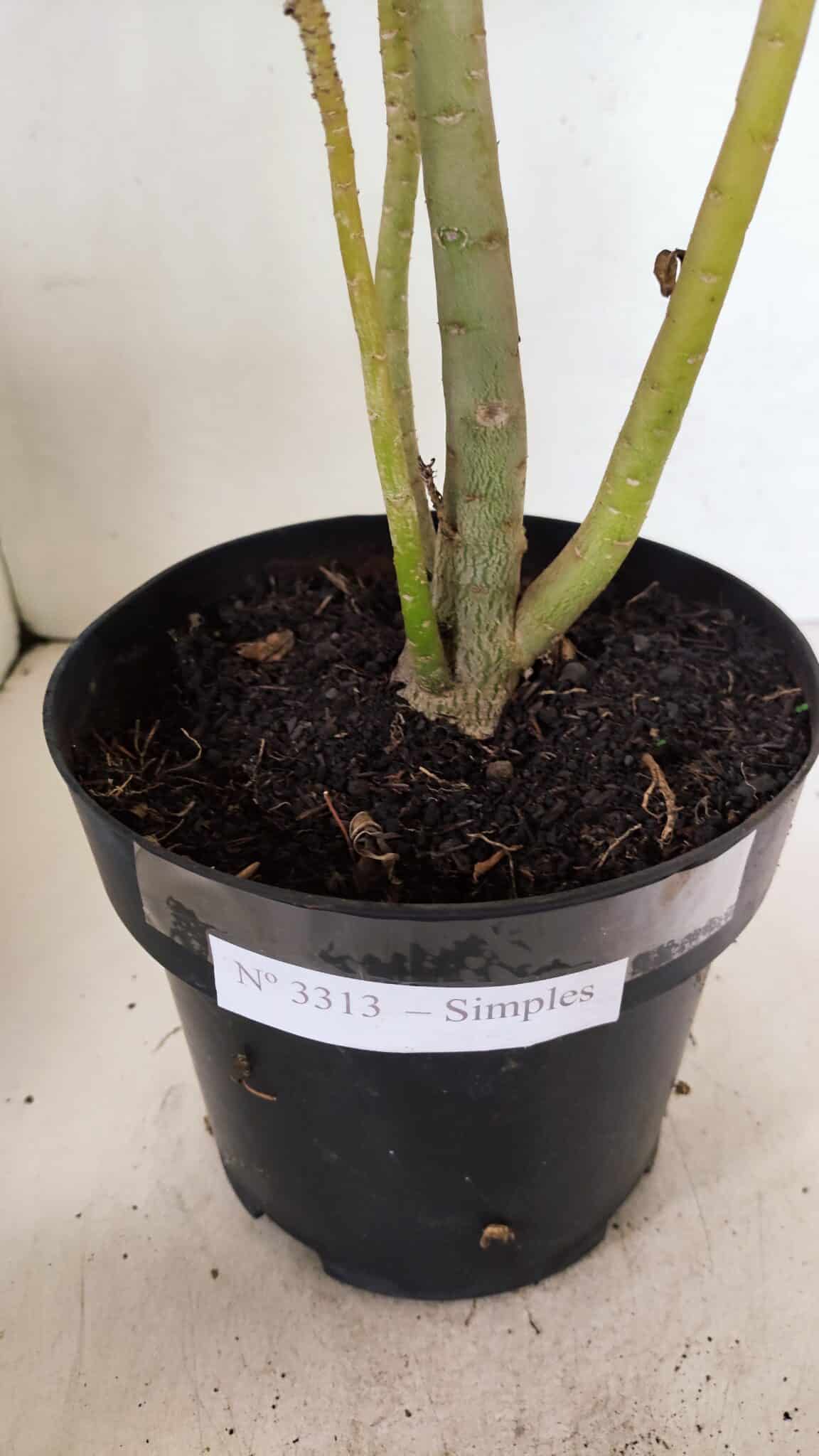 Planta Simples 3313 – 35cm – 03 anos - foto 8