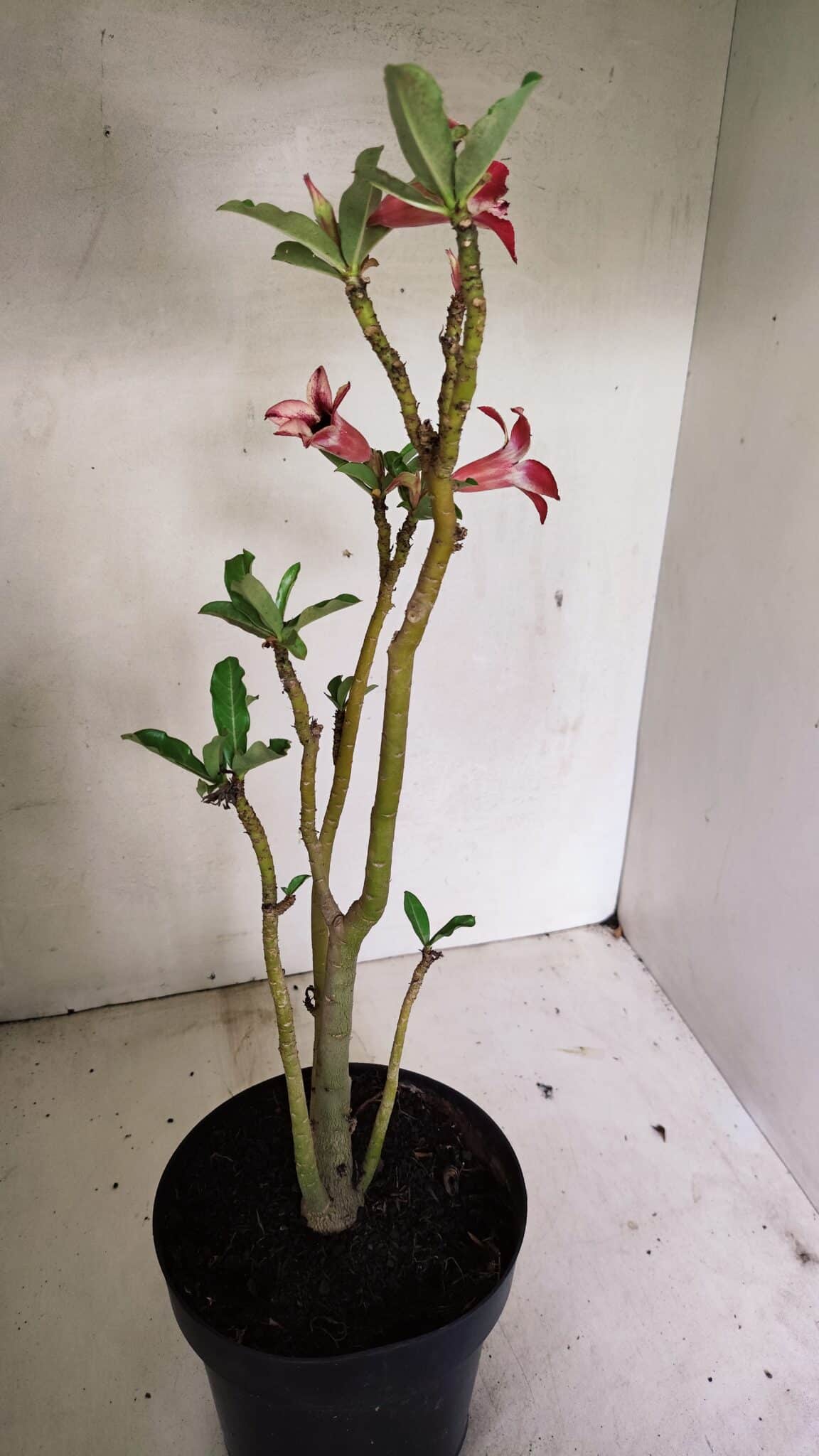 Planta Simples 3313 – 35cm – 03 anos - foto 7