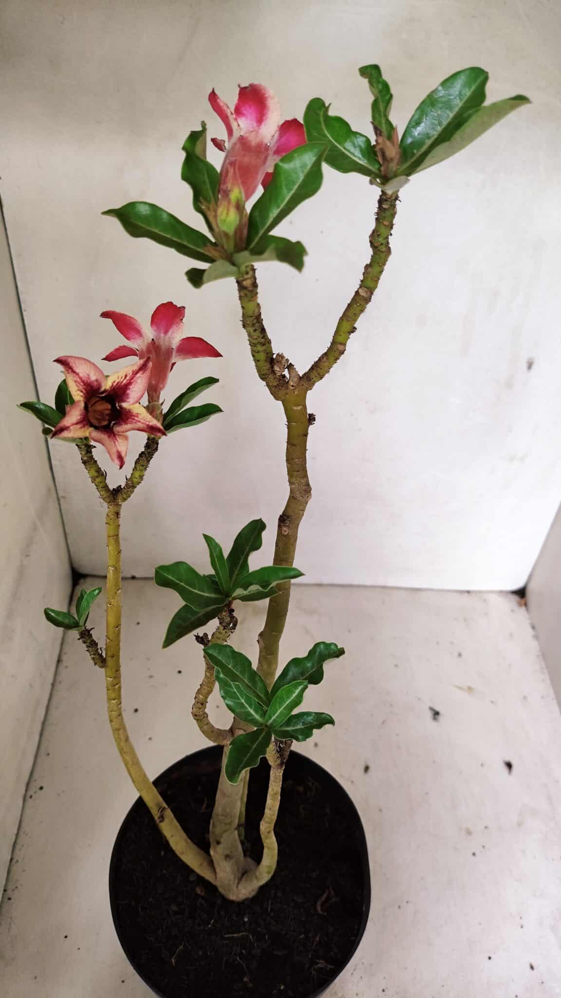 Planta Simples 3313 – 35cm – 03 anos - foto 6