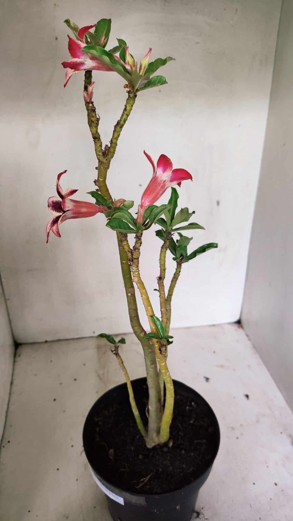 Planta Simples 3313 – 35cm – 03 anos - foto 5