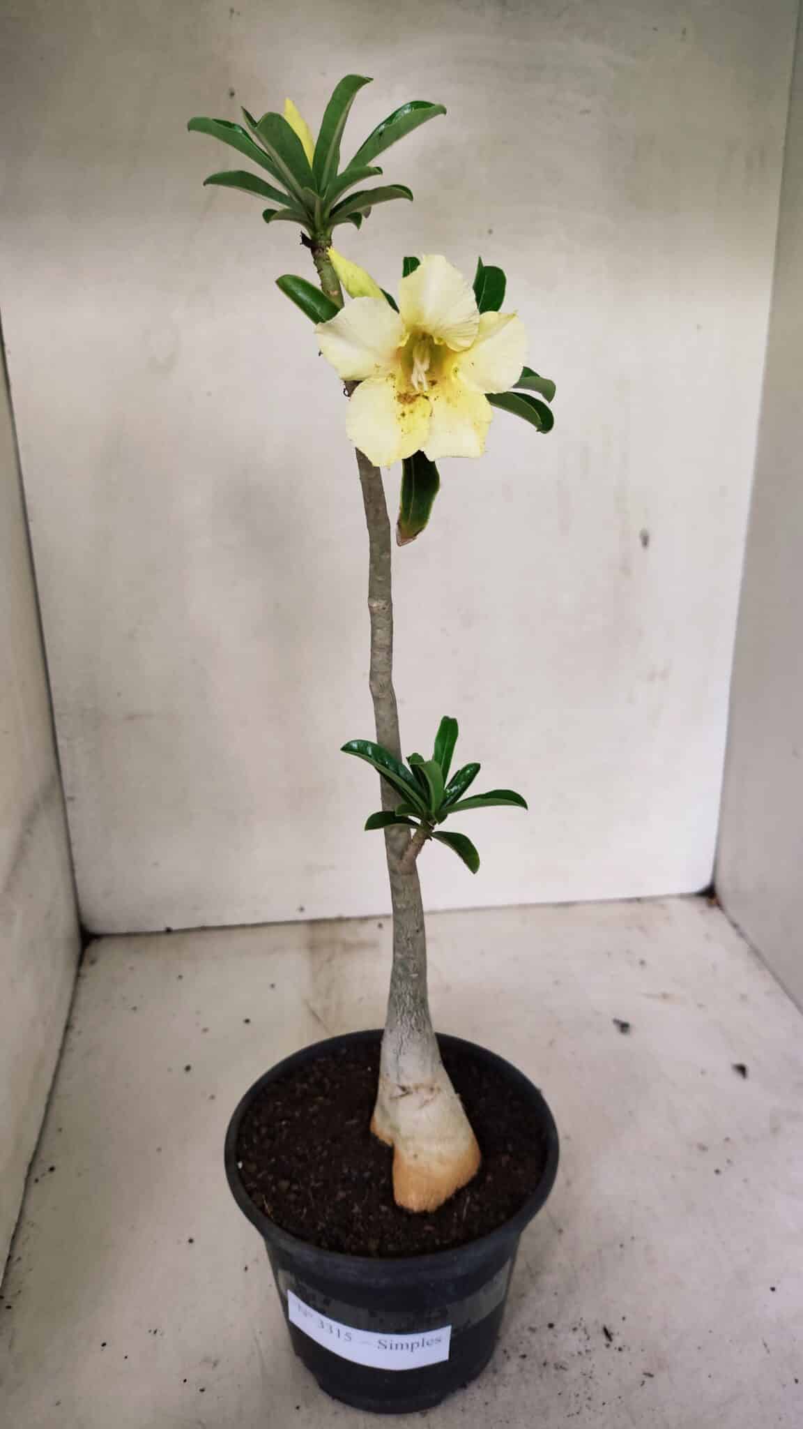 Planta Simples 3315 – 35cm – 03 anos - foto 2