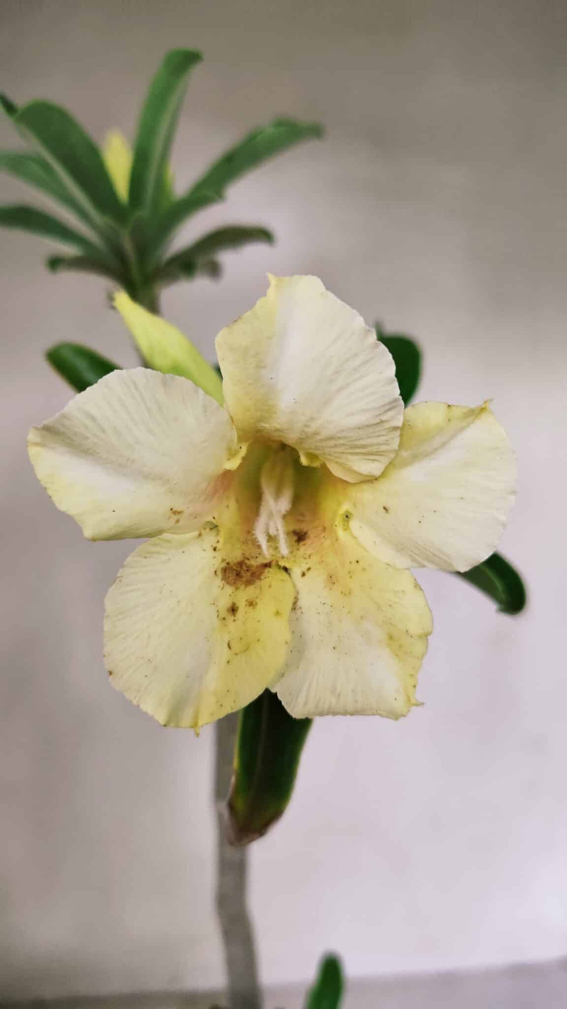 Planta Simples 3315 – 35cm – 03 anos - foto 3