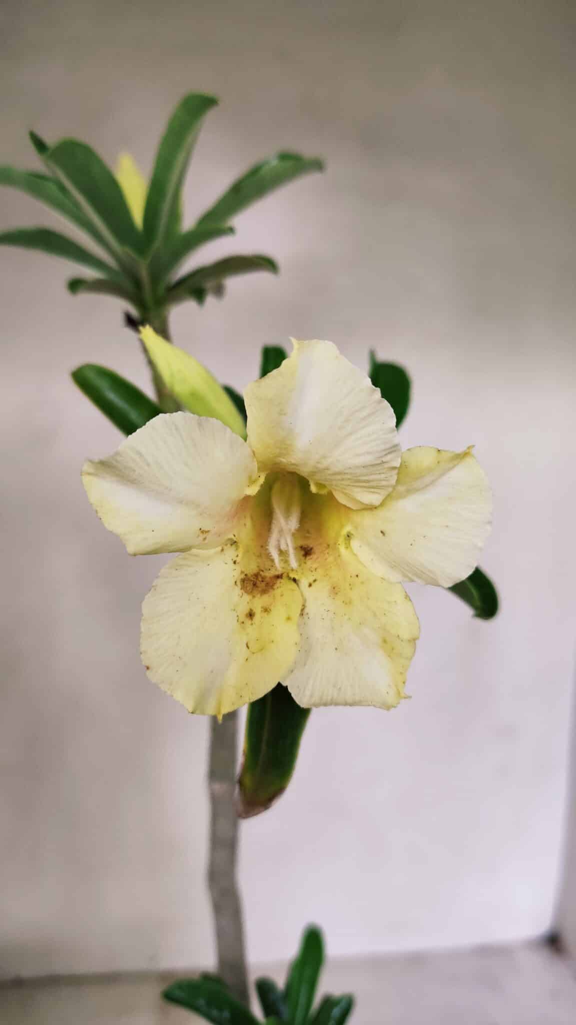 Planta Simples 3315 – 35cm – 03 anos - foto 5