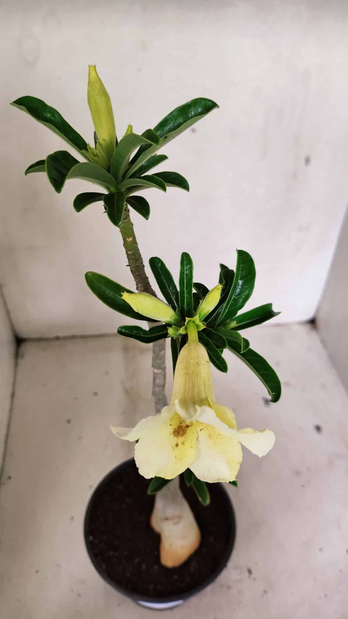 Planta Simples 3315 – 35cm – 03 anos - foto 4