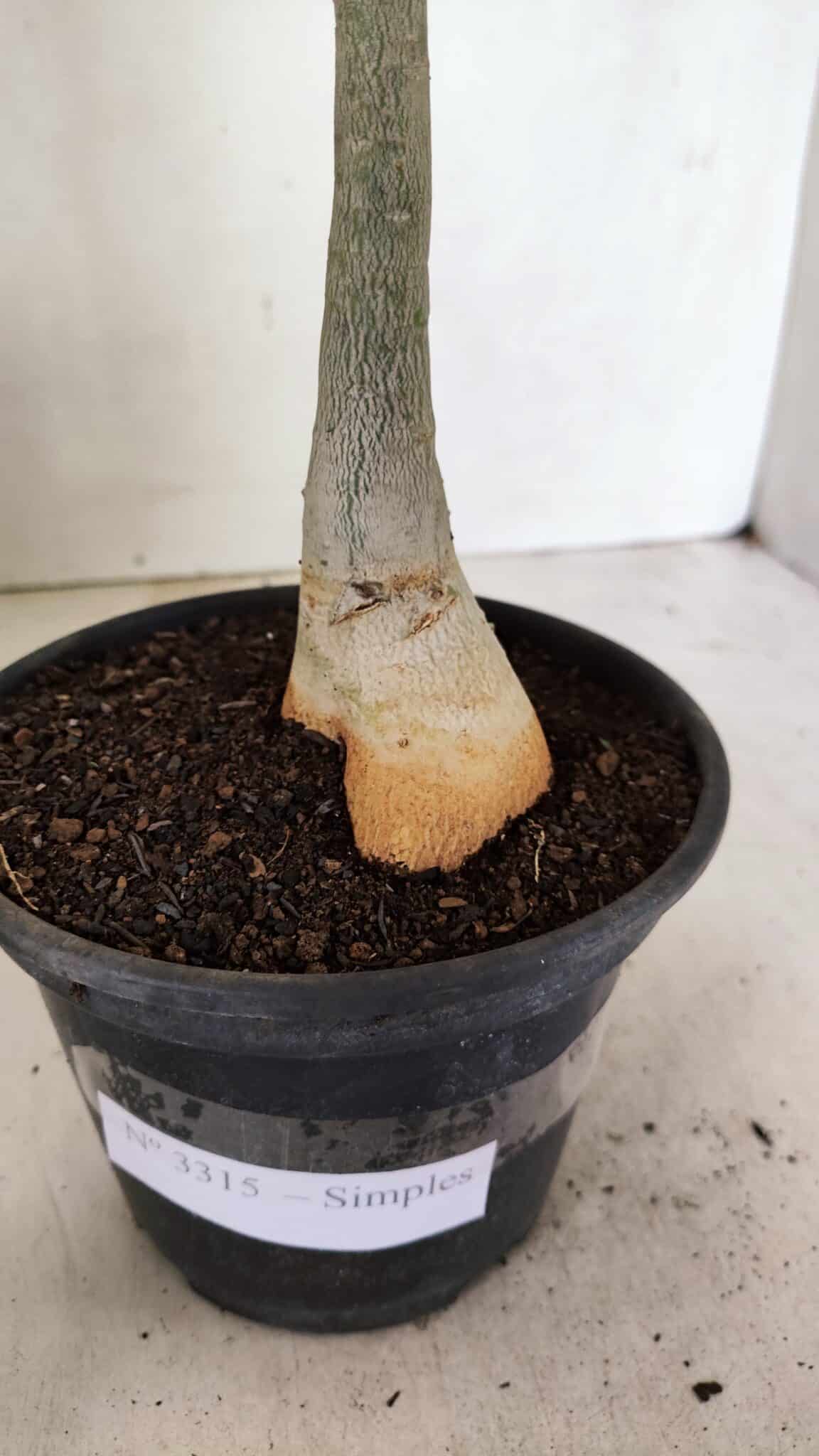 Planta Simples 3315 – 35cm – 03 anos - foto 9