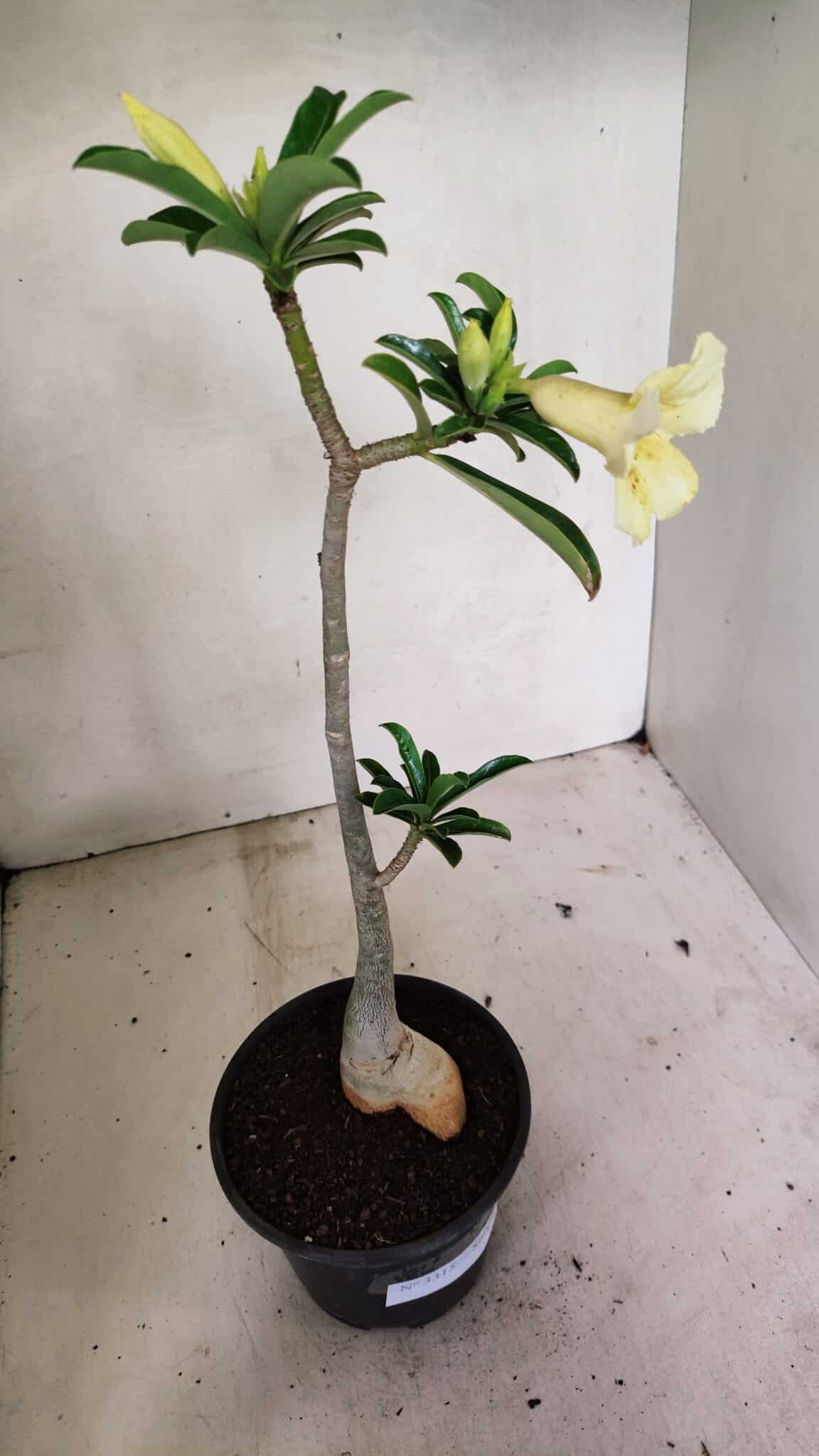 Planta Simples 3315 – 35cm – 03 anos - foto 8