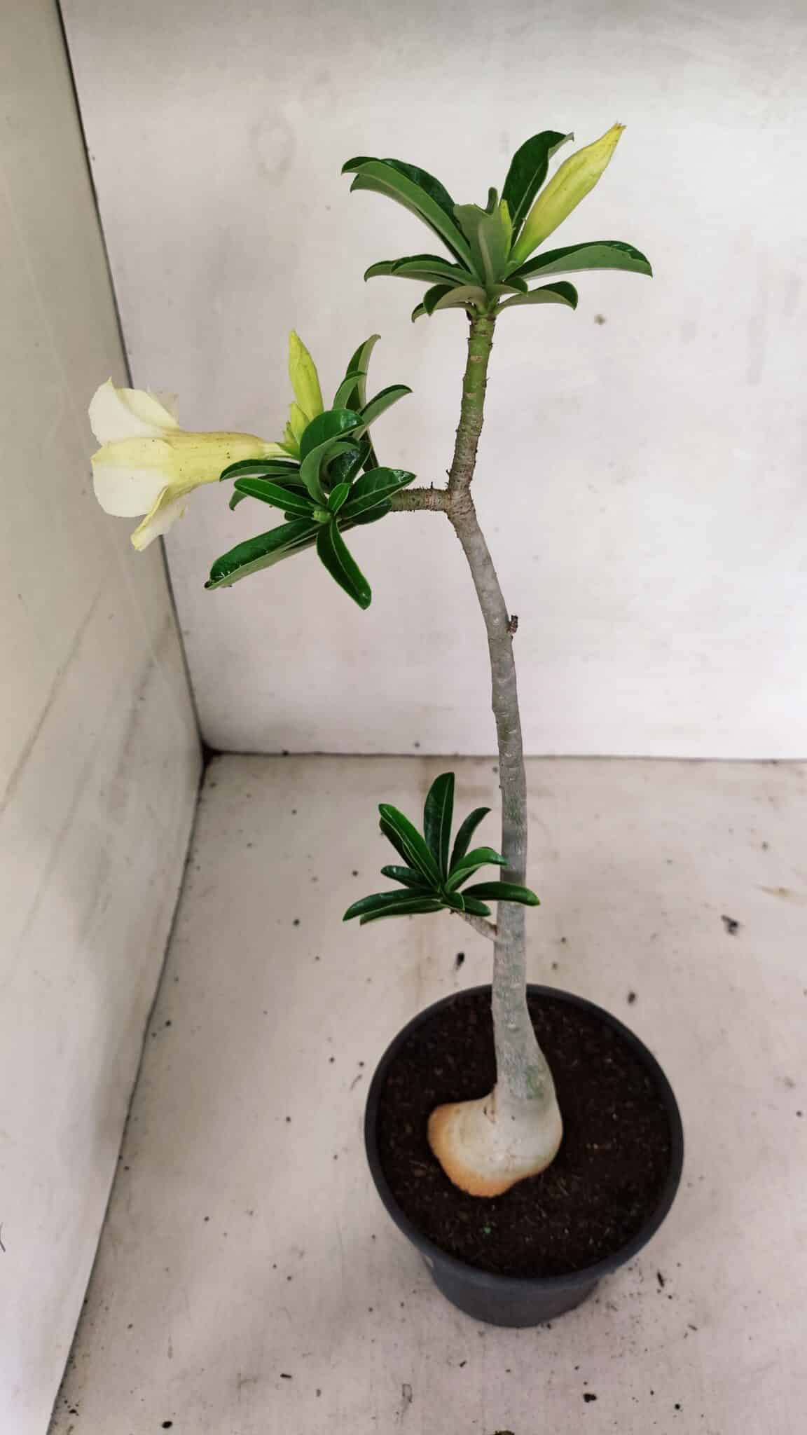 Planta Simples 3315 – 35cm – 03 anos - foto 7