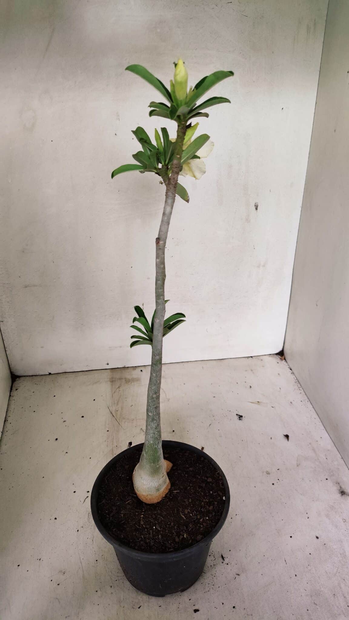 Planta Simples 3315 – 35cm – 03 anos - foto 6