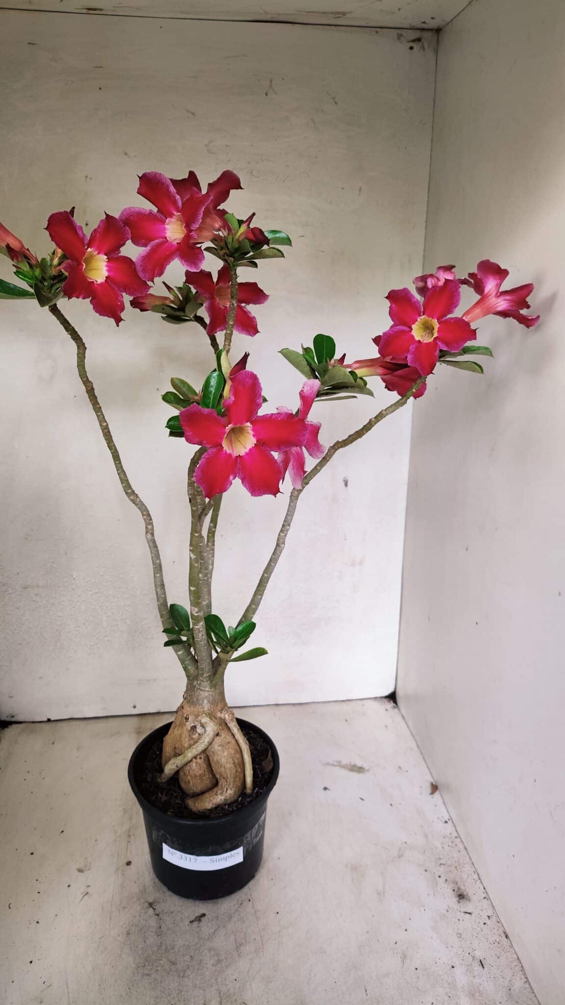 Planta Simples 3317 – 40cm – 03 anos - foto 2