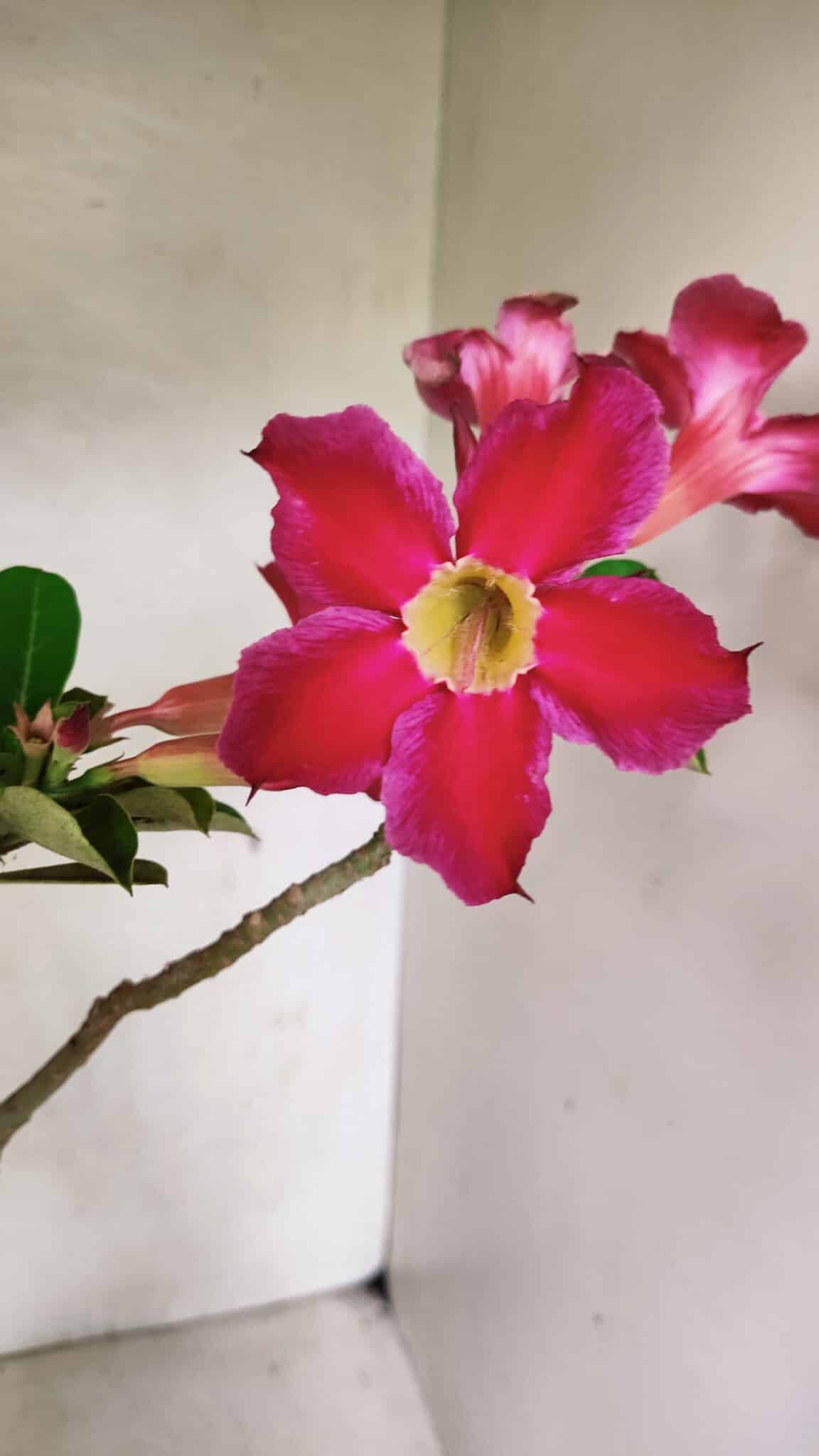 Planta Simples 3317 – 40cm – 03 anos - foto 3