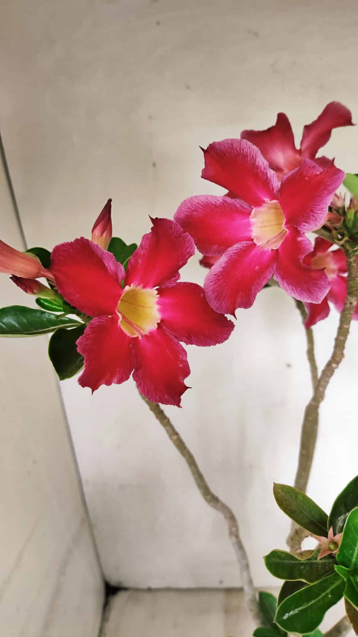 Planta Simples 3317 – 40cm – 03 anos - foto 4