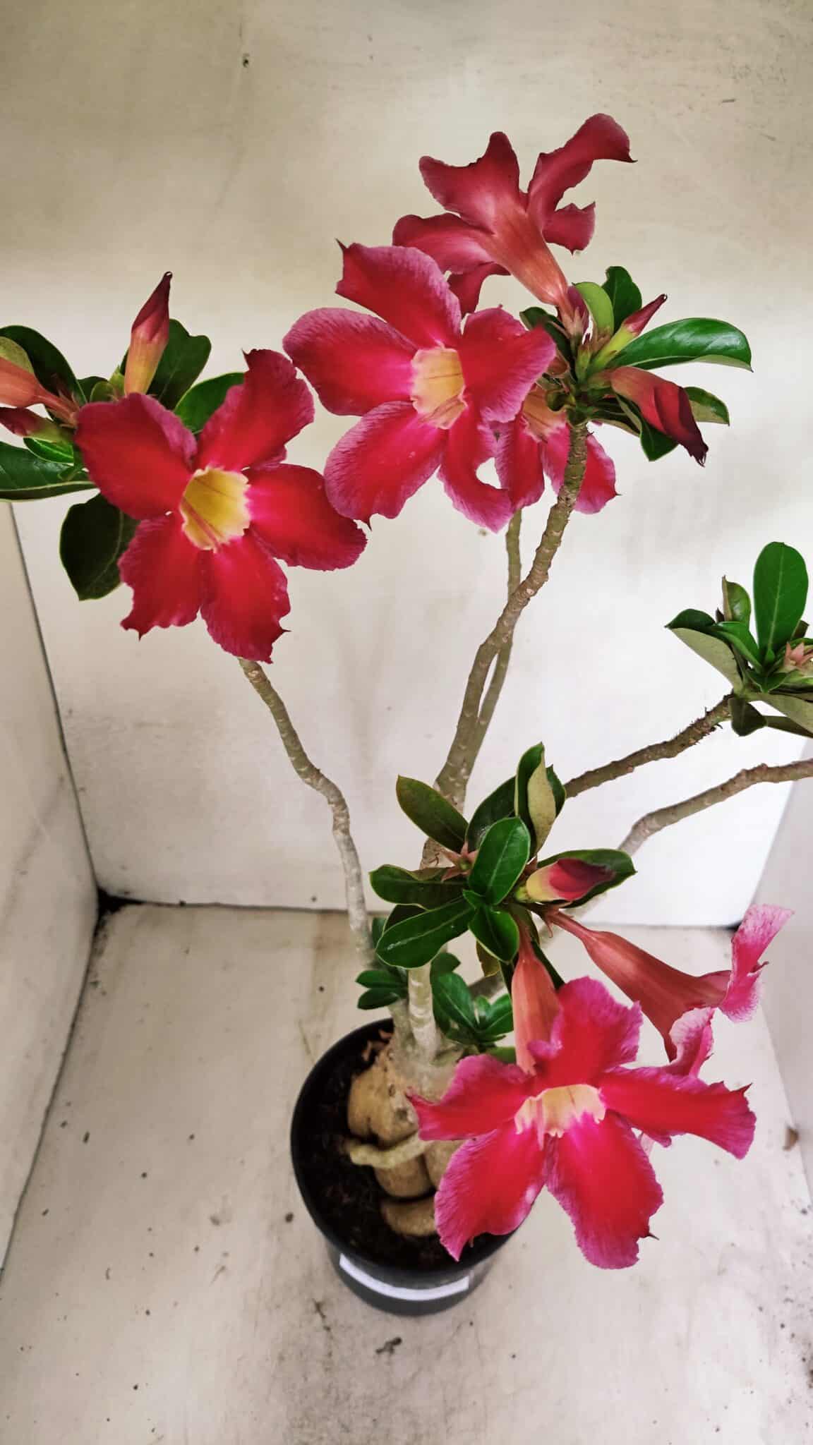 Planta Simples 3317 – 40cm – 03 anos - foto 5
