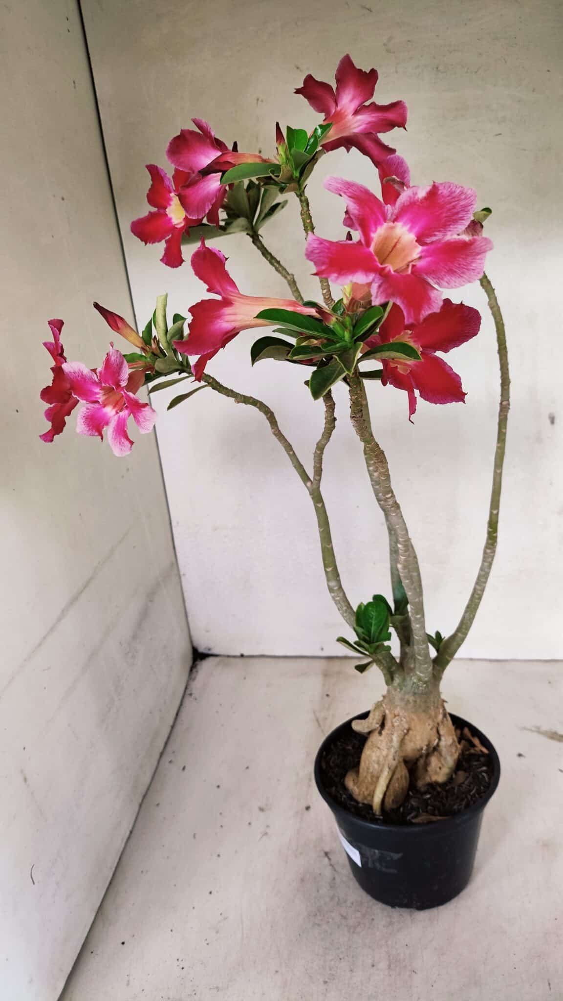 Planta Simples 3317 – 40cm – 03 anos - foto 8
