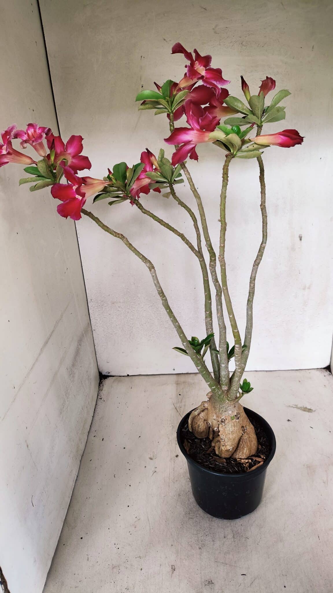 Planta Simples 3317 – 40cm – 03 anos - foto 7