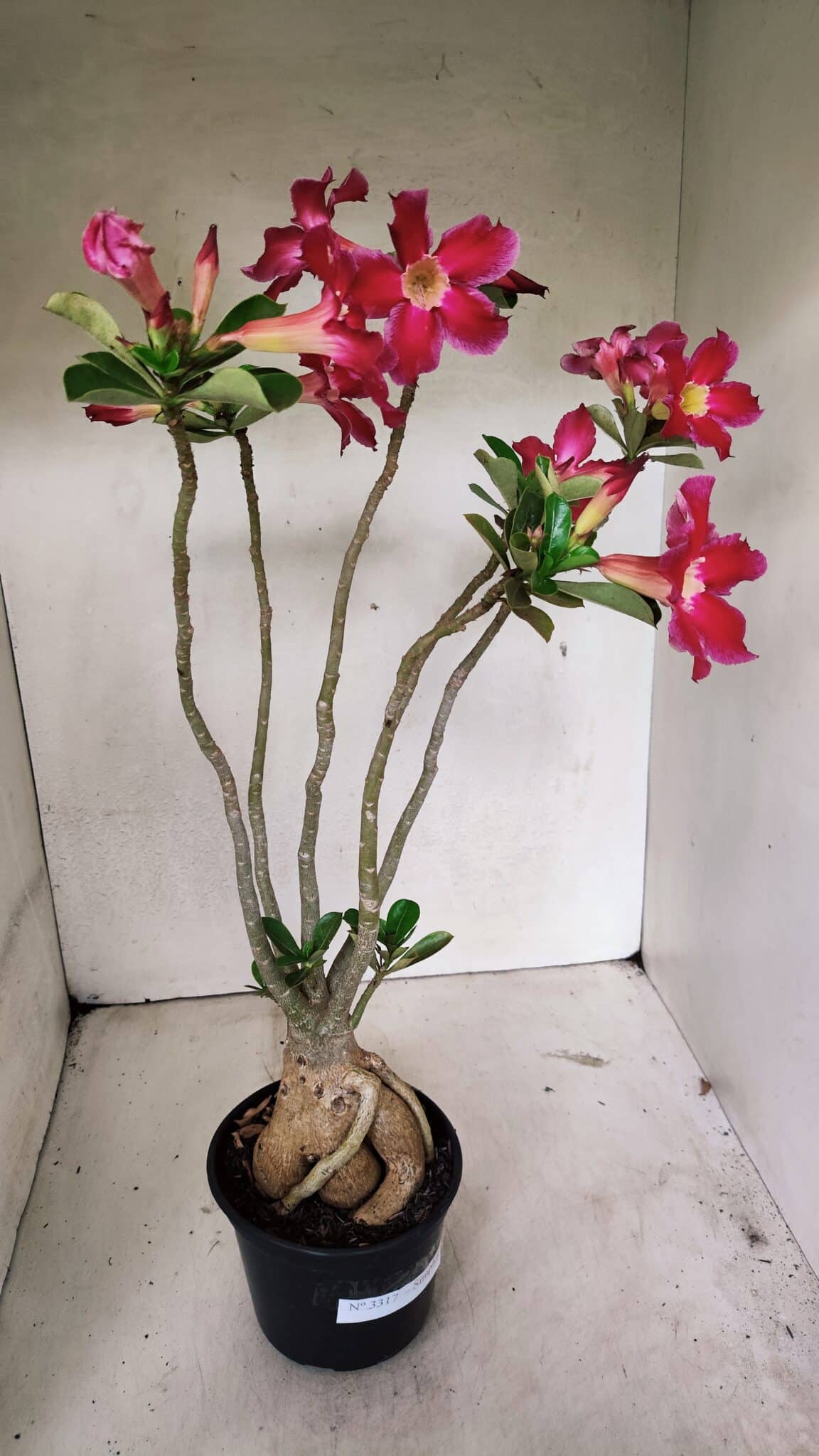 Planta Simples 3317 – 40cm – 03 anos - foto 6