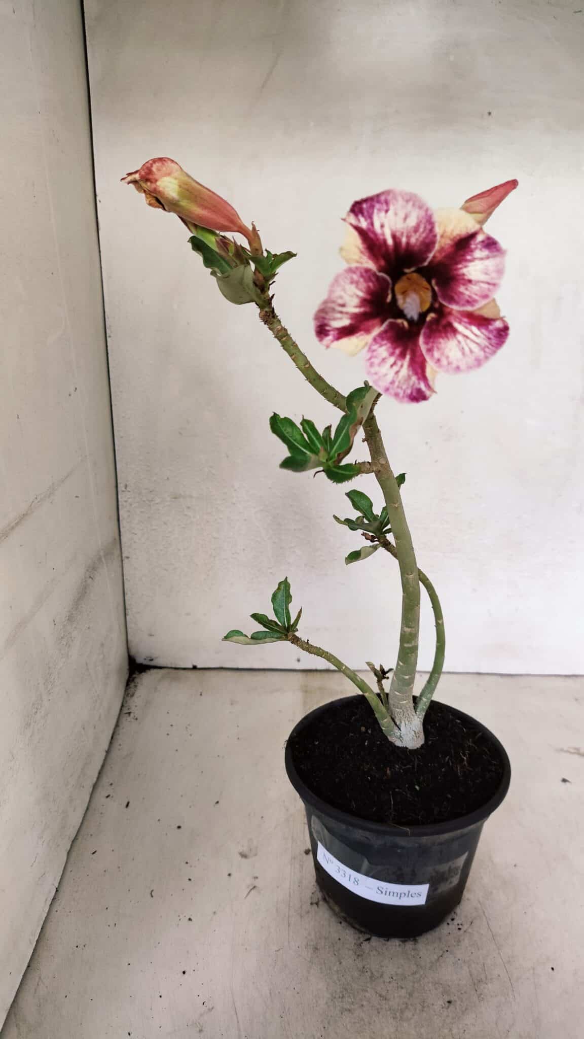 Planta Simples 3318 – 30cm – 02 anos - foto 2