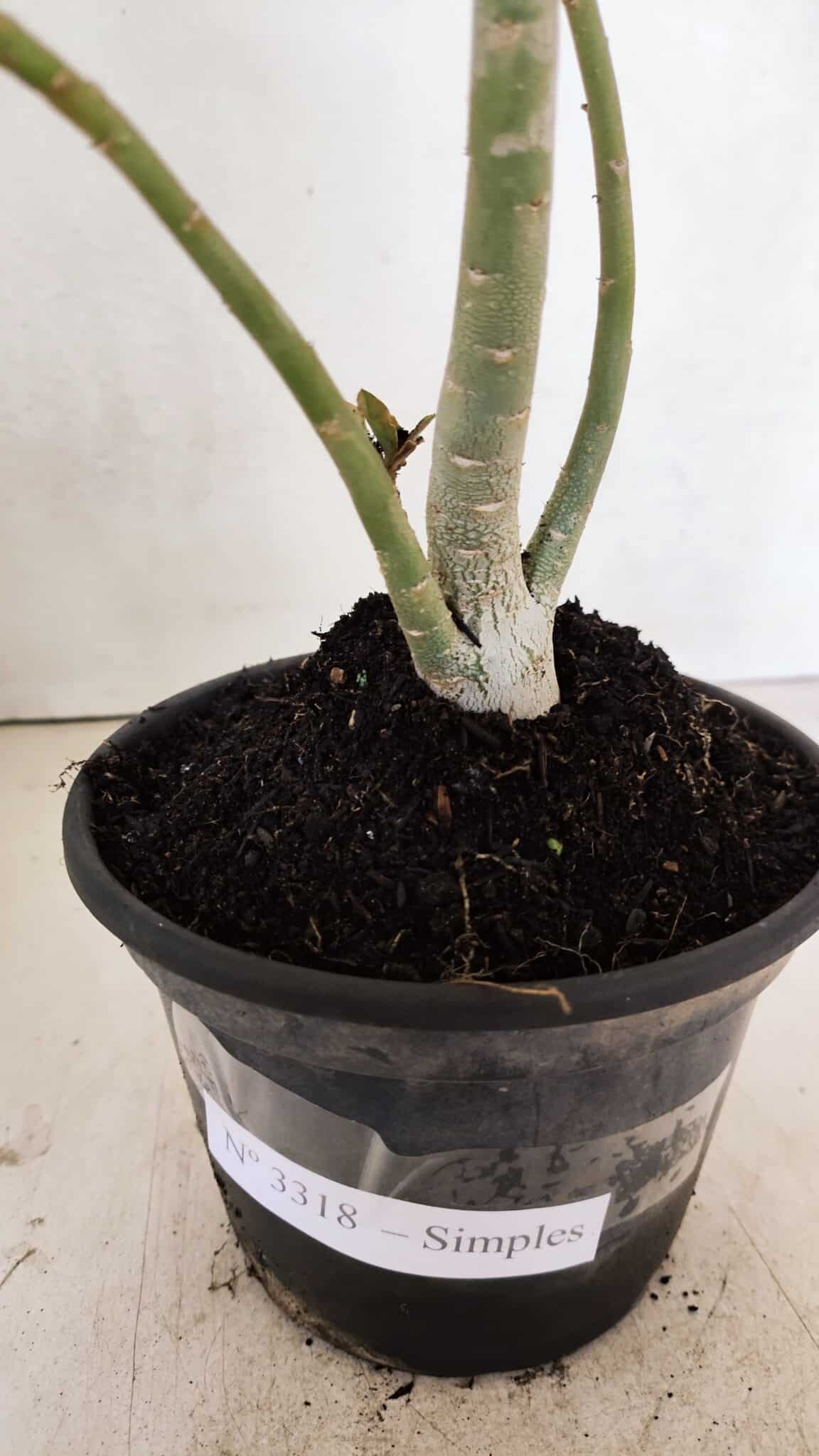 Planta Simples 3318 – 30cm – 02 anos - foto 7