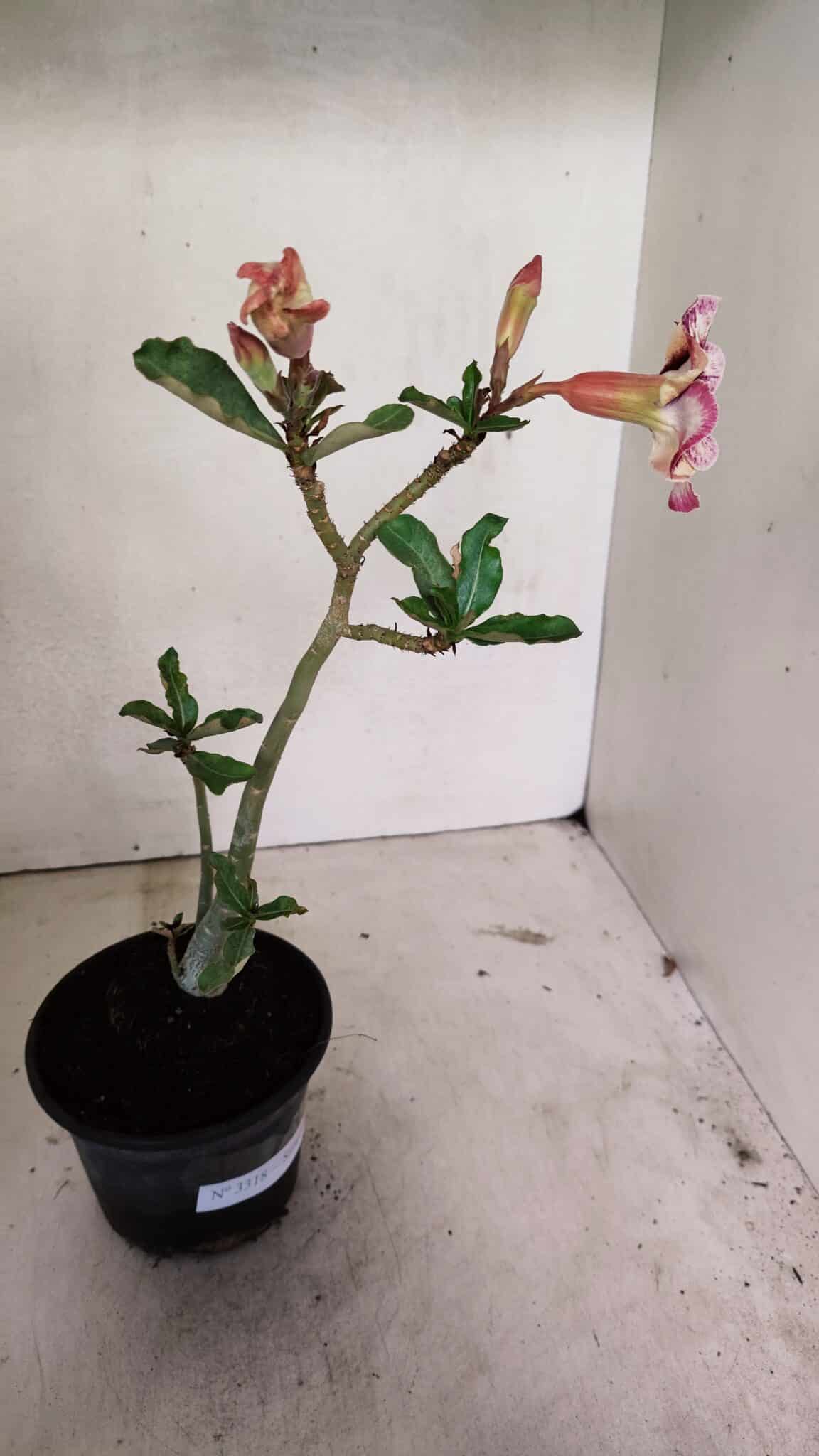Planta Simples 3318 – 30cm – 02 anos - foto 6