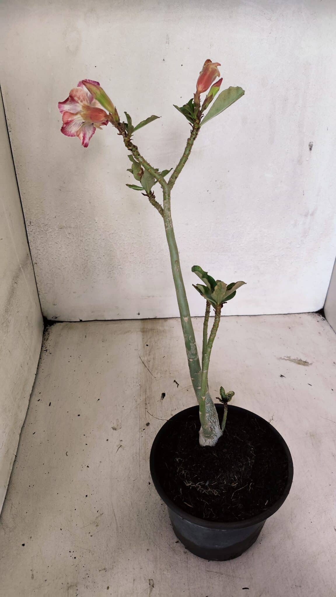 Planta Simples 3318 – 30cm – 02 anos - foto 5
