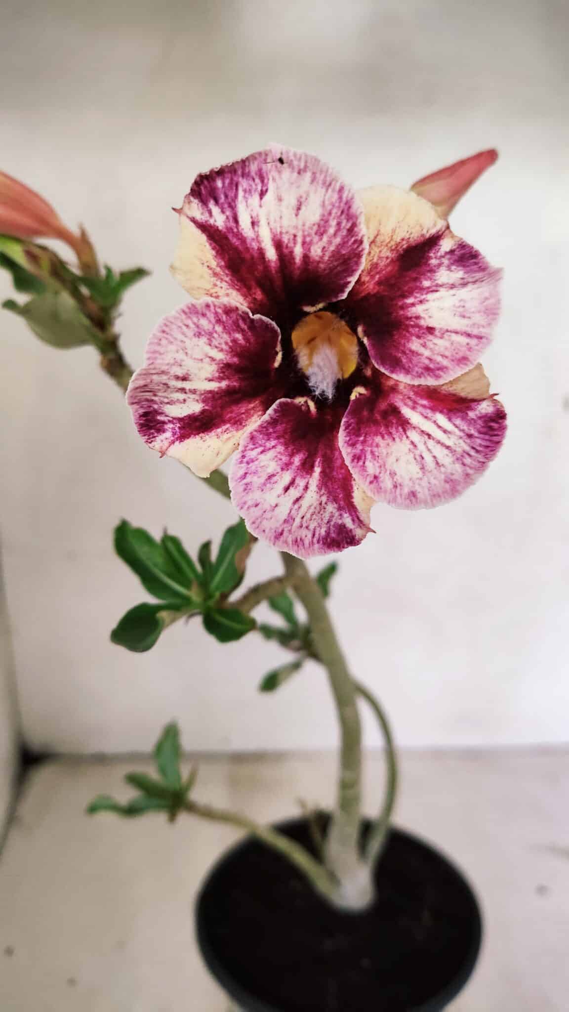 Planta Simples 3318 – 30cm – 02 anos - foto 3