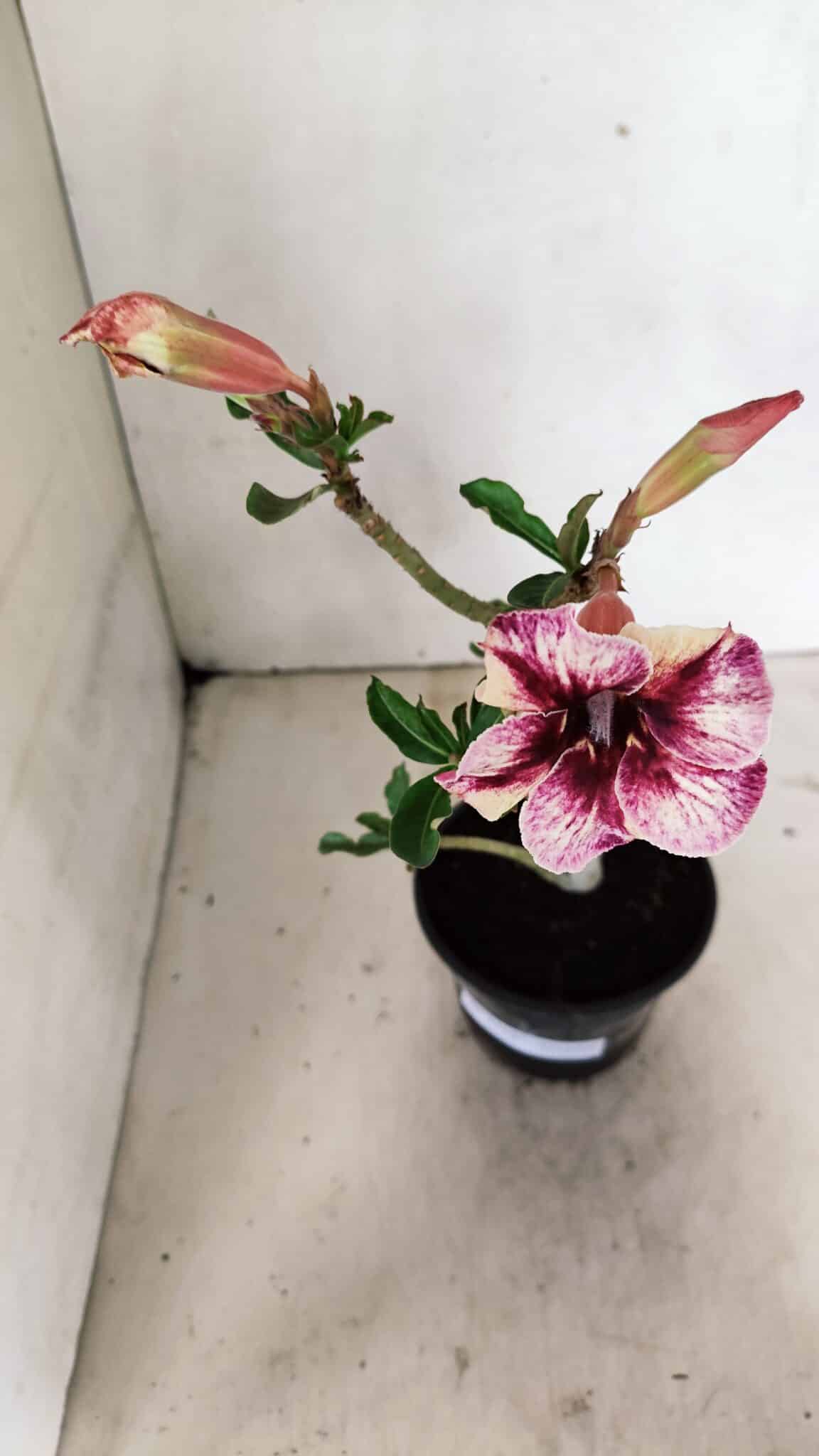 Planta Simples 3318 – 30cm – 02 anos - foto 4