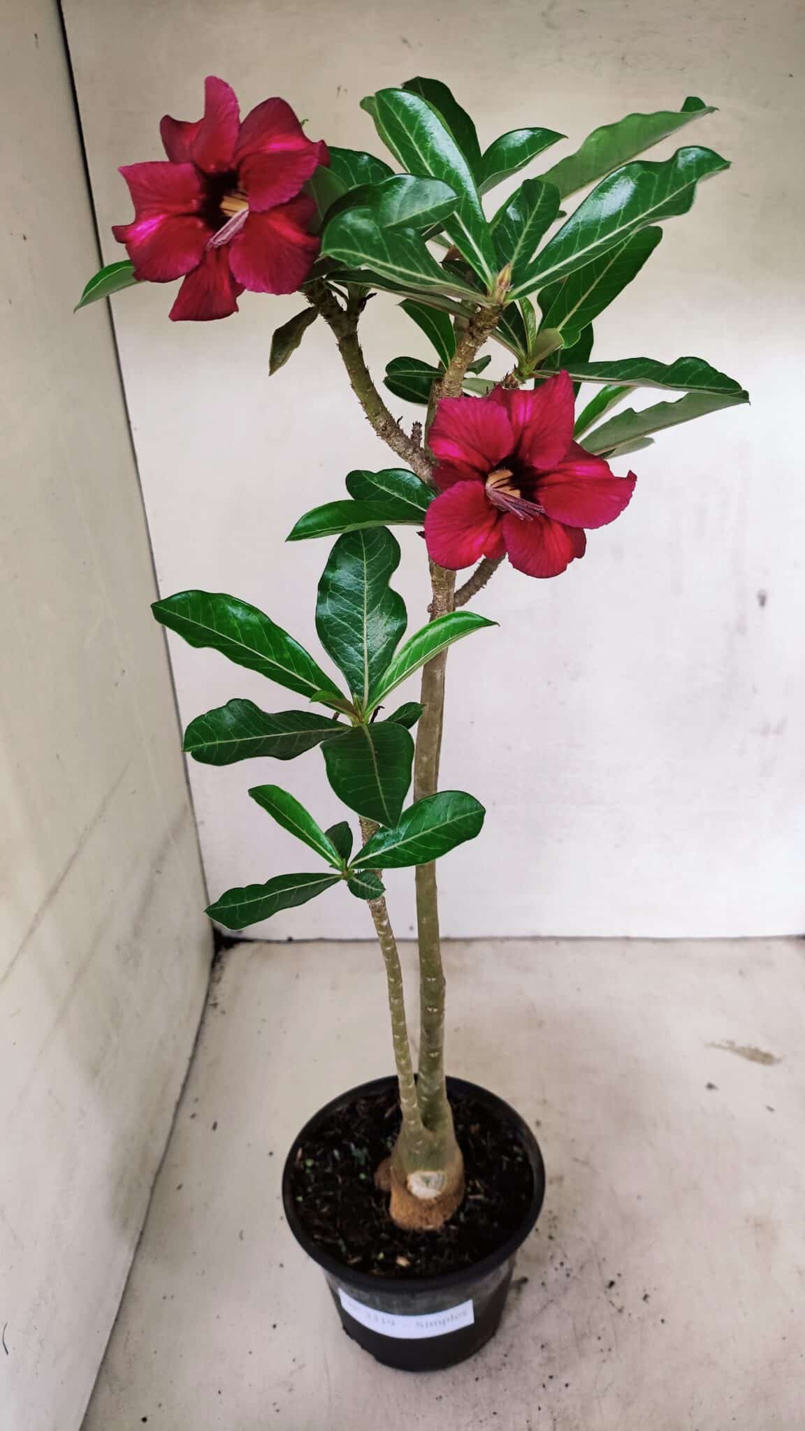 Planta Simples 3319 – 35cm – 03 anos - foto 2
