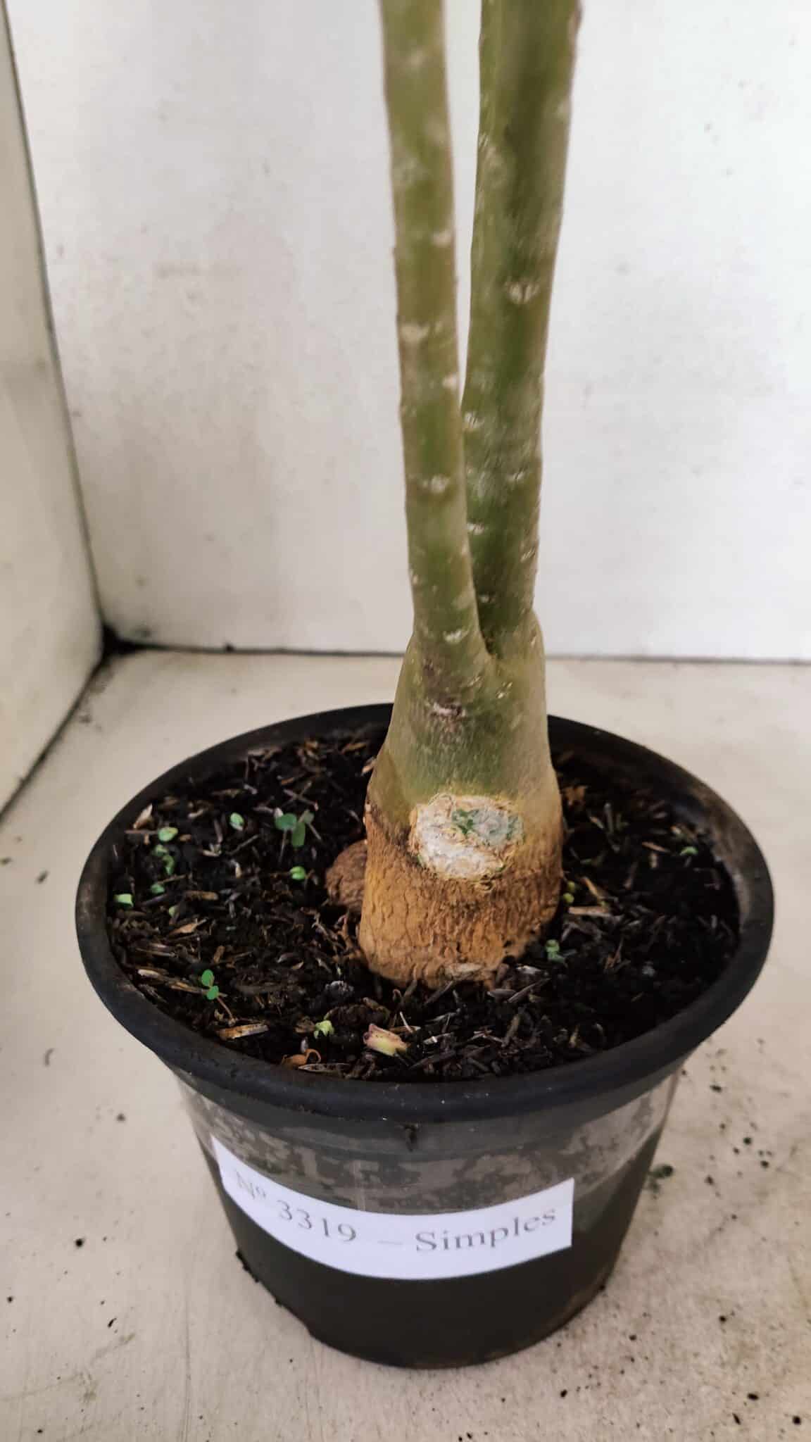Planta Simples 3319 – 35cm – 03 anos - foto 6