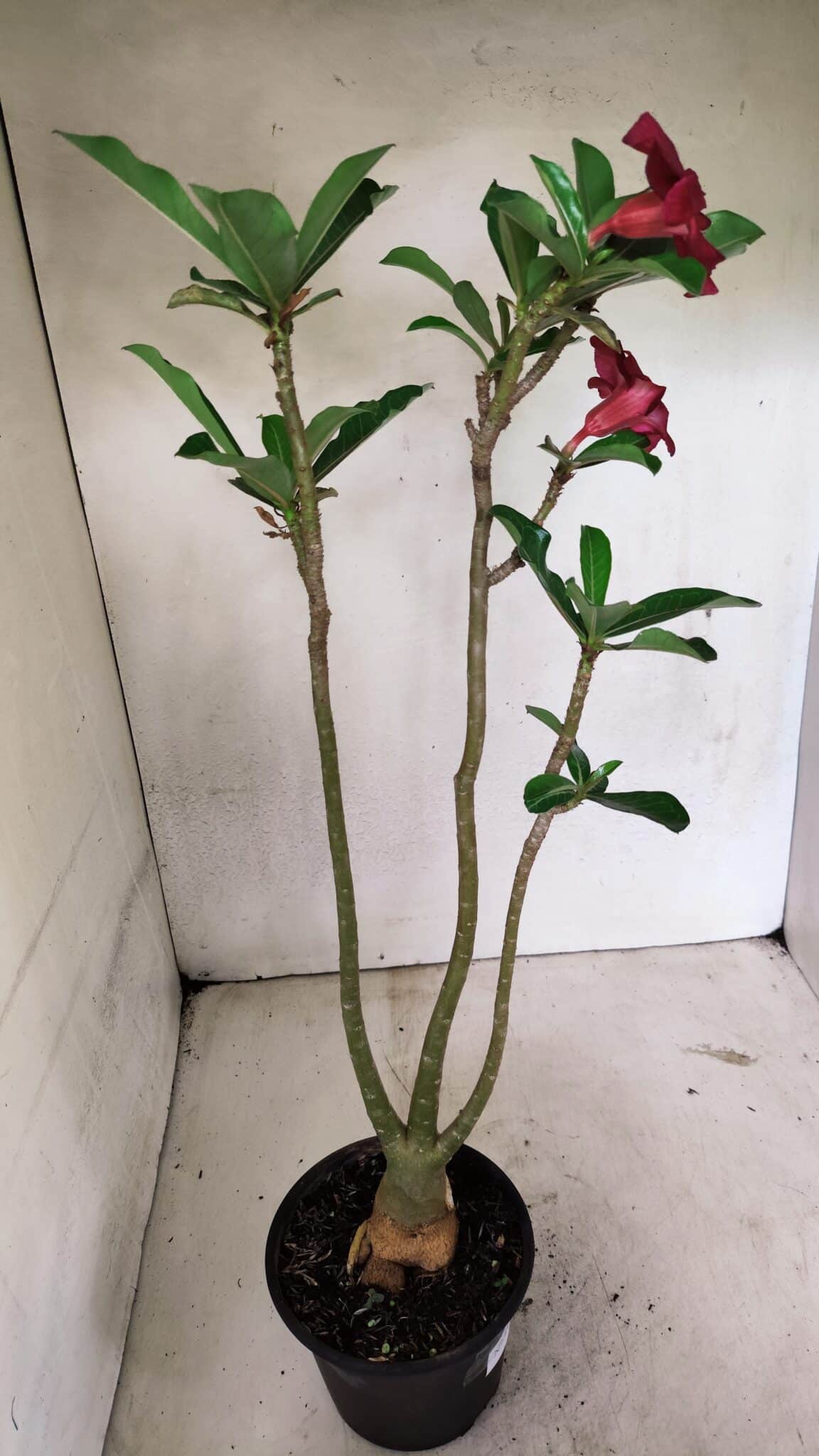 Planta Simples 3319 – 35cm – 03 anos - foto 5