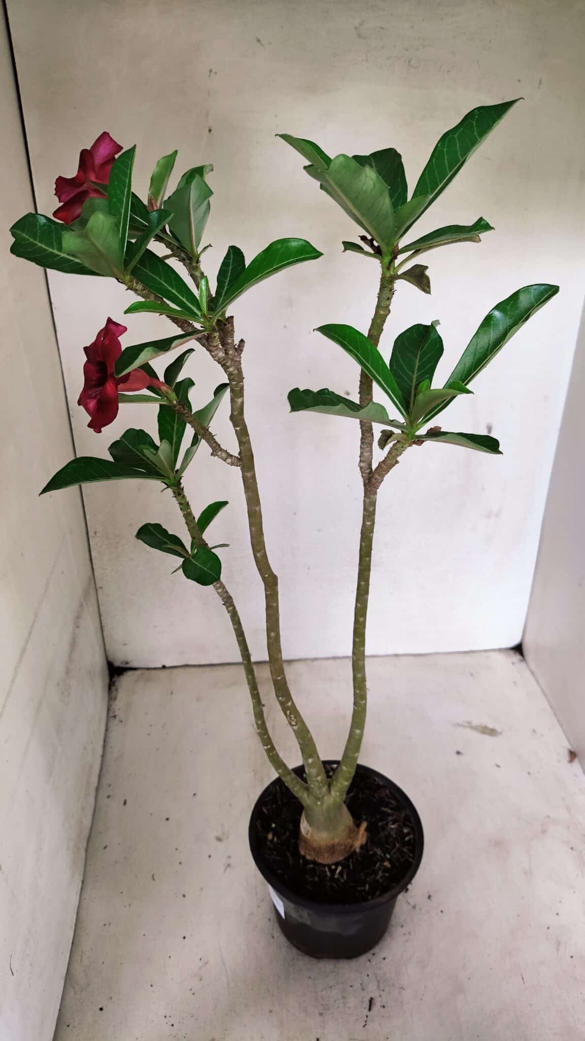 Planta Simples 3319 – 35cm – 03 anos - foto 4