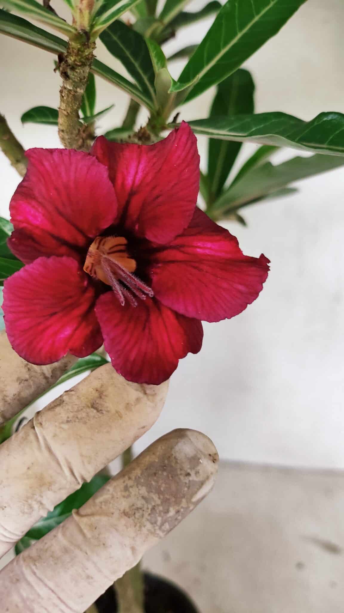 Planta Simples 3319 – 35cm – 03 anos - foto 3