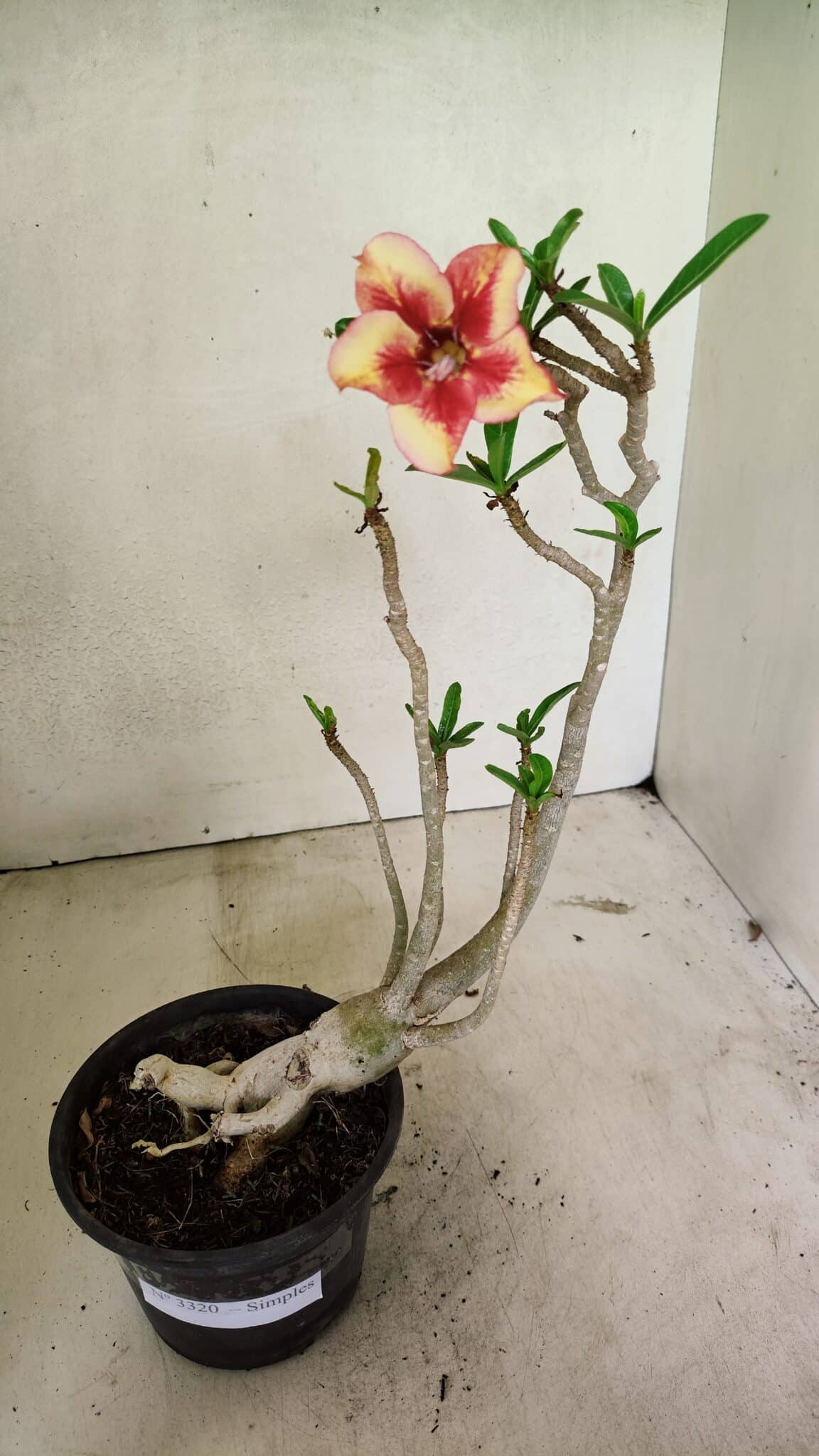 Planta Simples 3320 – 35cm – 03 anos - foto 2