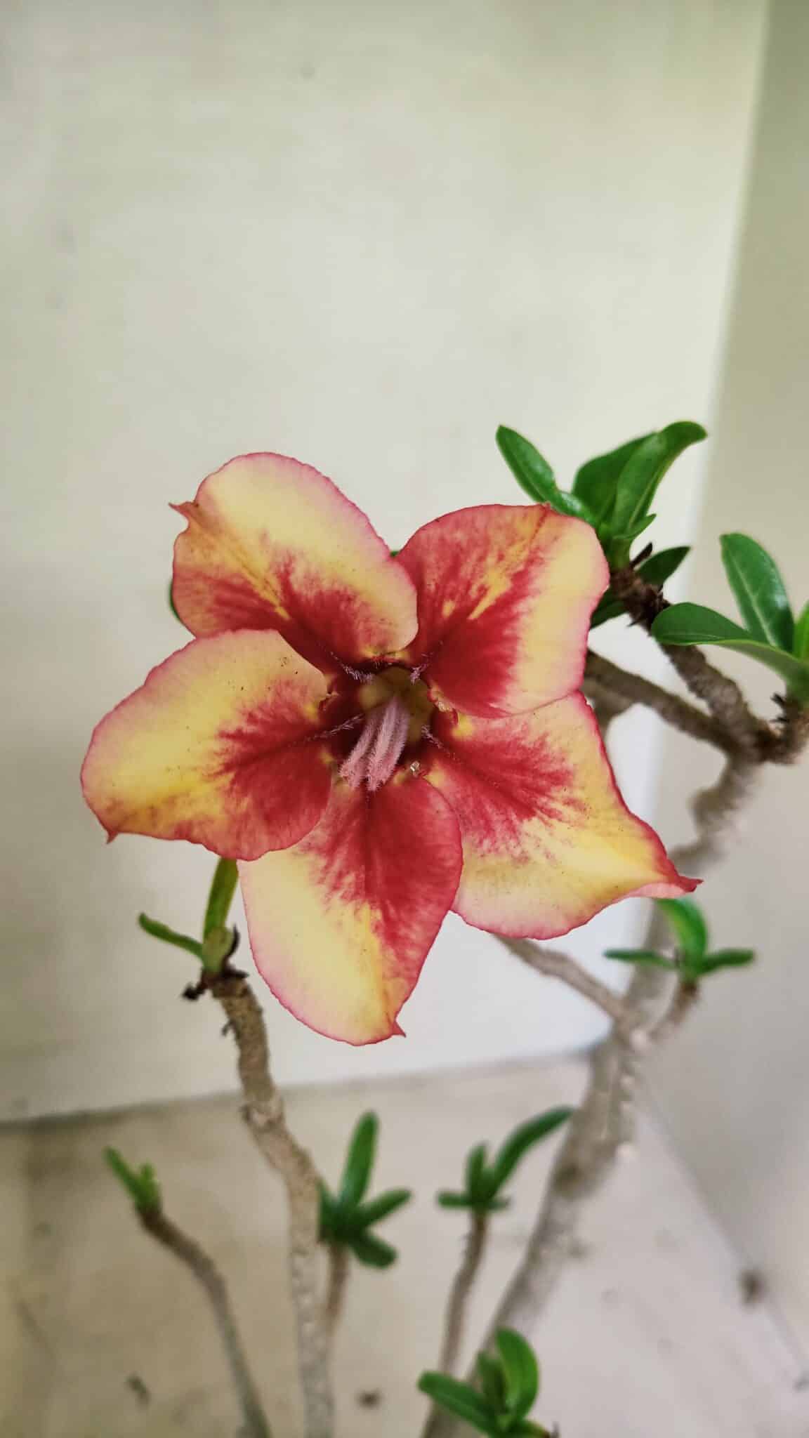 Planta Simples 3320 – 35cm – 03 anos - foto 3