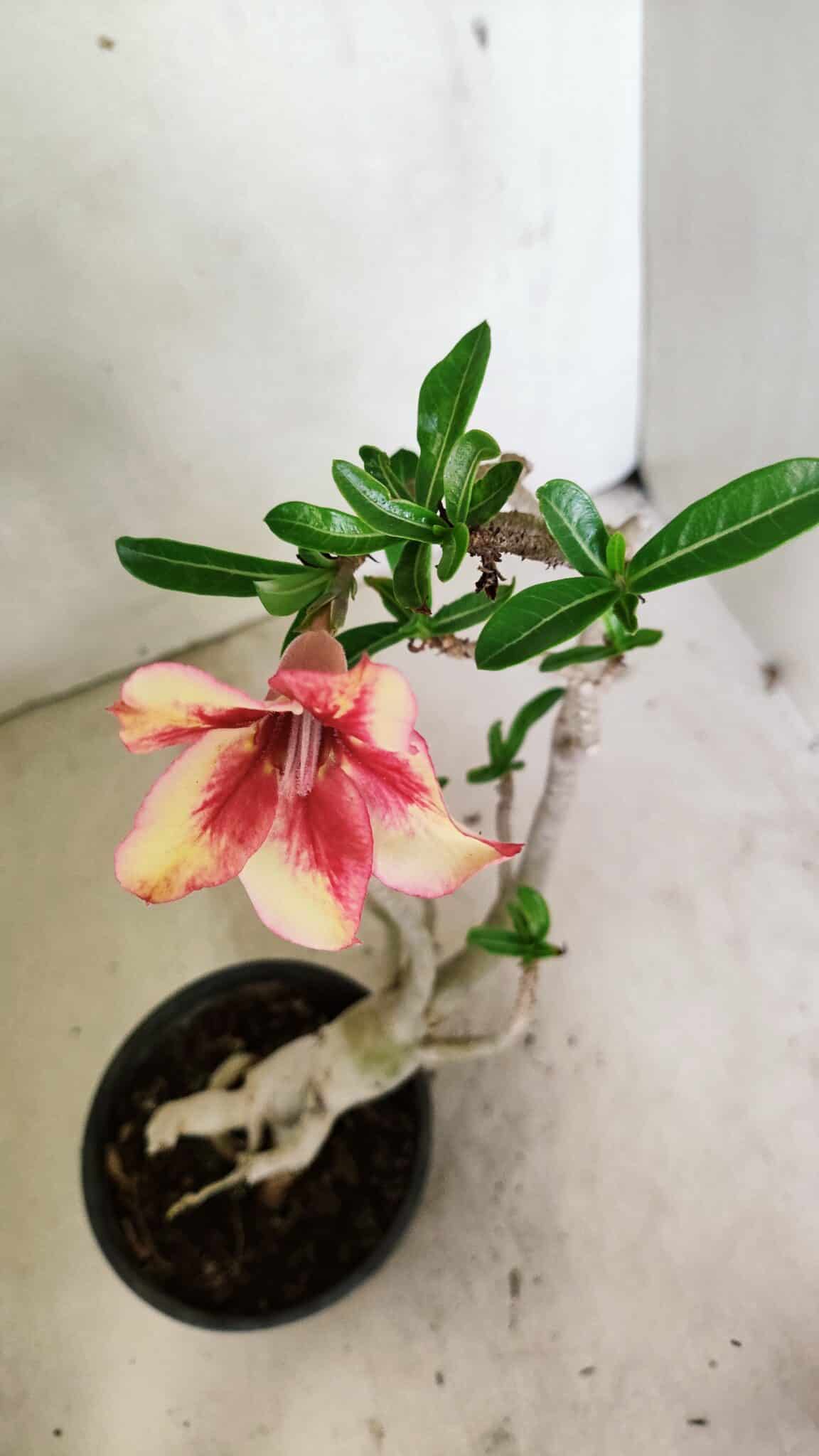 Planta Simples 3320 – 35cm – 03 anos - foto 4