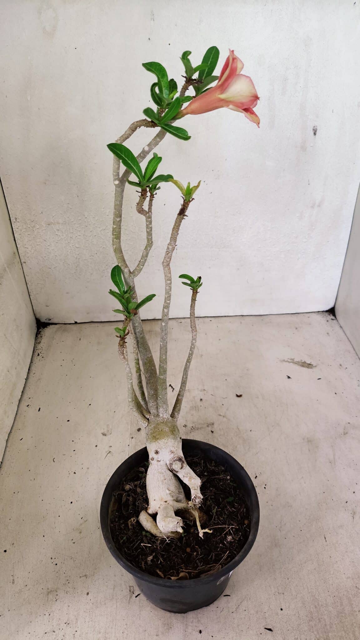 Planta Simples 3320 – 35cm – 03 anos - foto 7