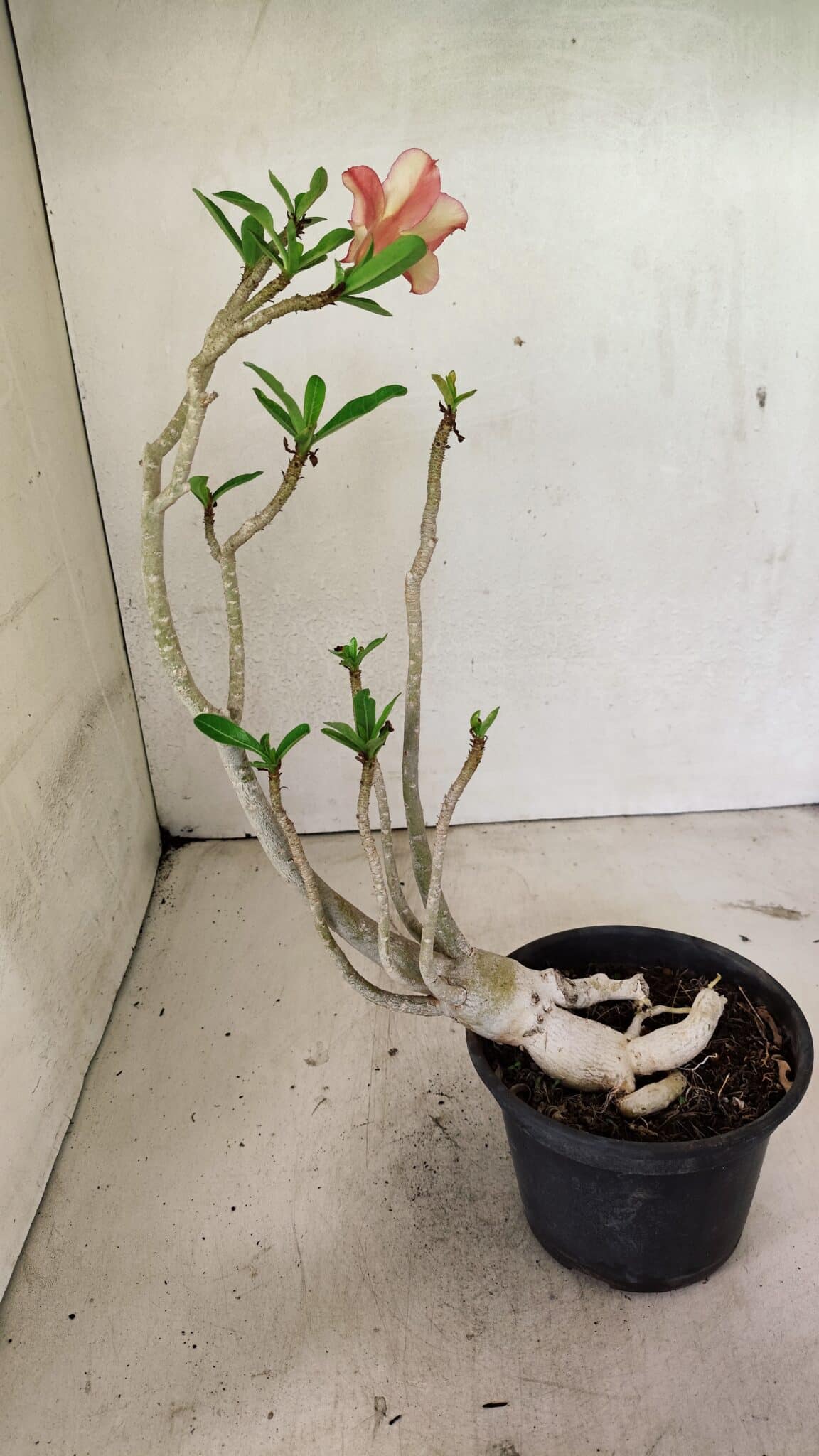 Planta Simples 3320 – 35cm – 03 anos - foto 6