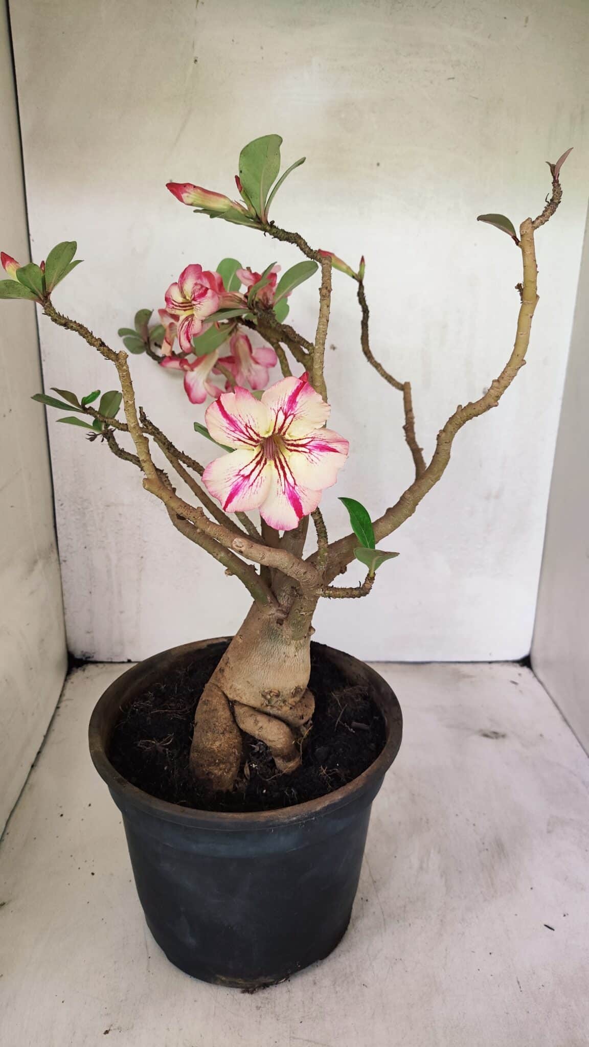 Planta Simples 3321 – 40cm – 04 anos - foto 6