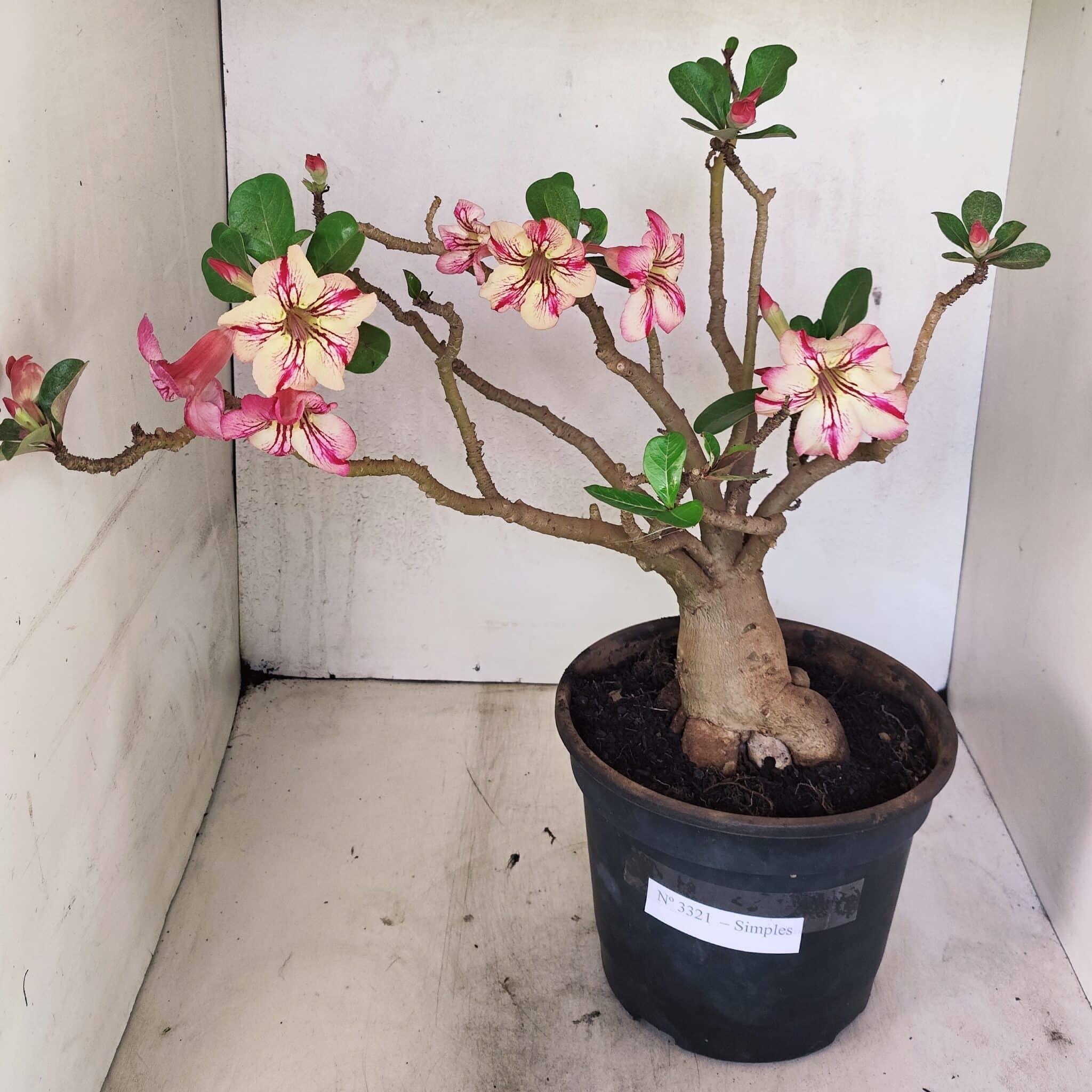 Planta Simples 3321 – 40cm – 04 anos - foto 2